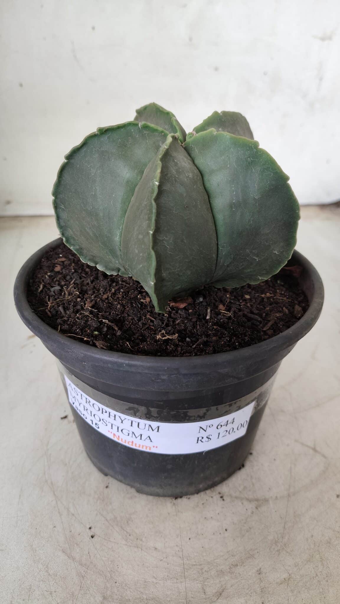 ASTROPHYTUM MYRIOSTIGMA "Nudum"  Nº 644 – vaso 15