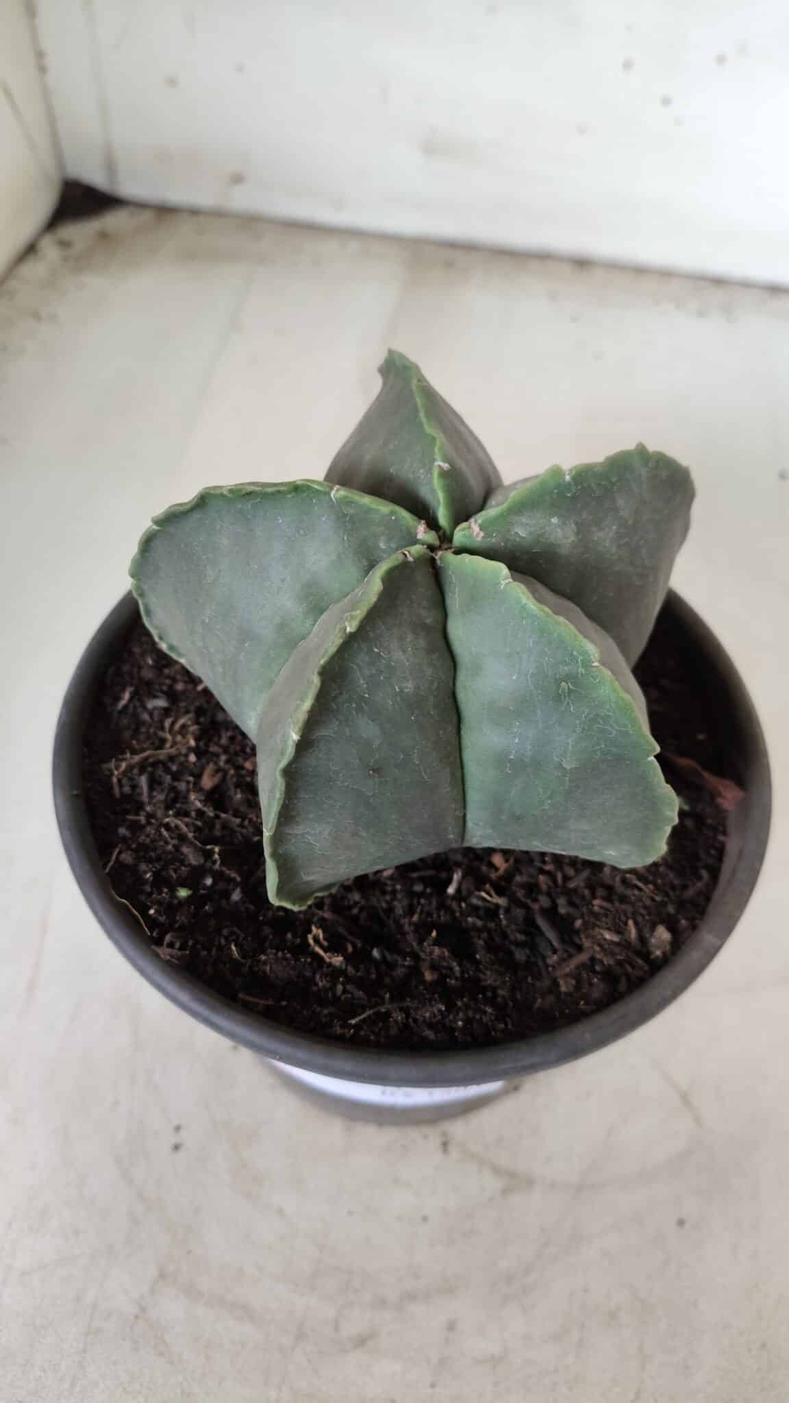 ASTROPHYTUM MYRIOSTIGMA "Nudum"  Nº 644 – vaso 15