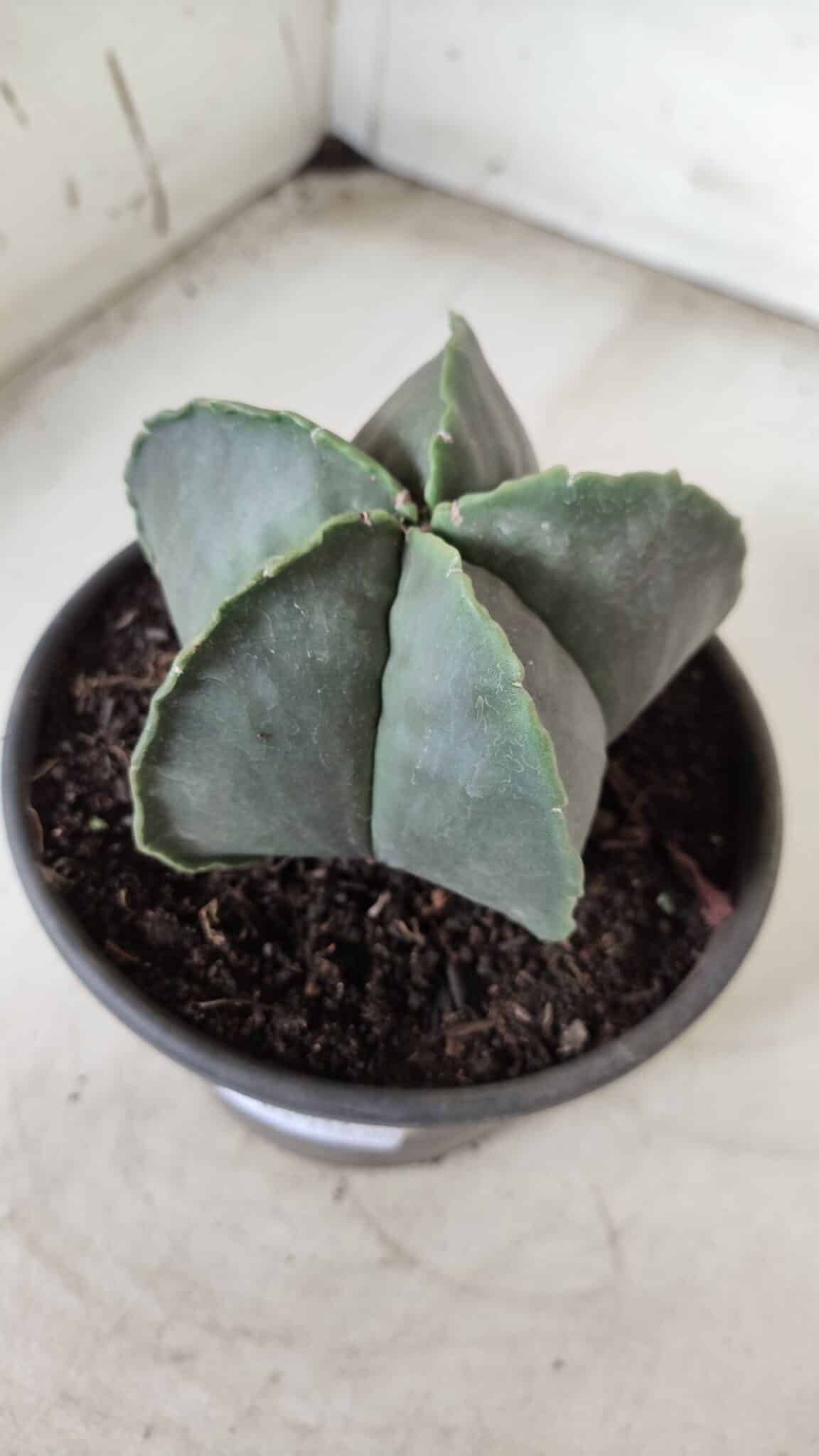 ASTROPHYTUM MYRIOSTIGMA "Nudum"  Nº 644 – vaso 15