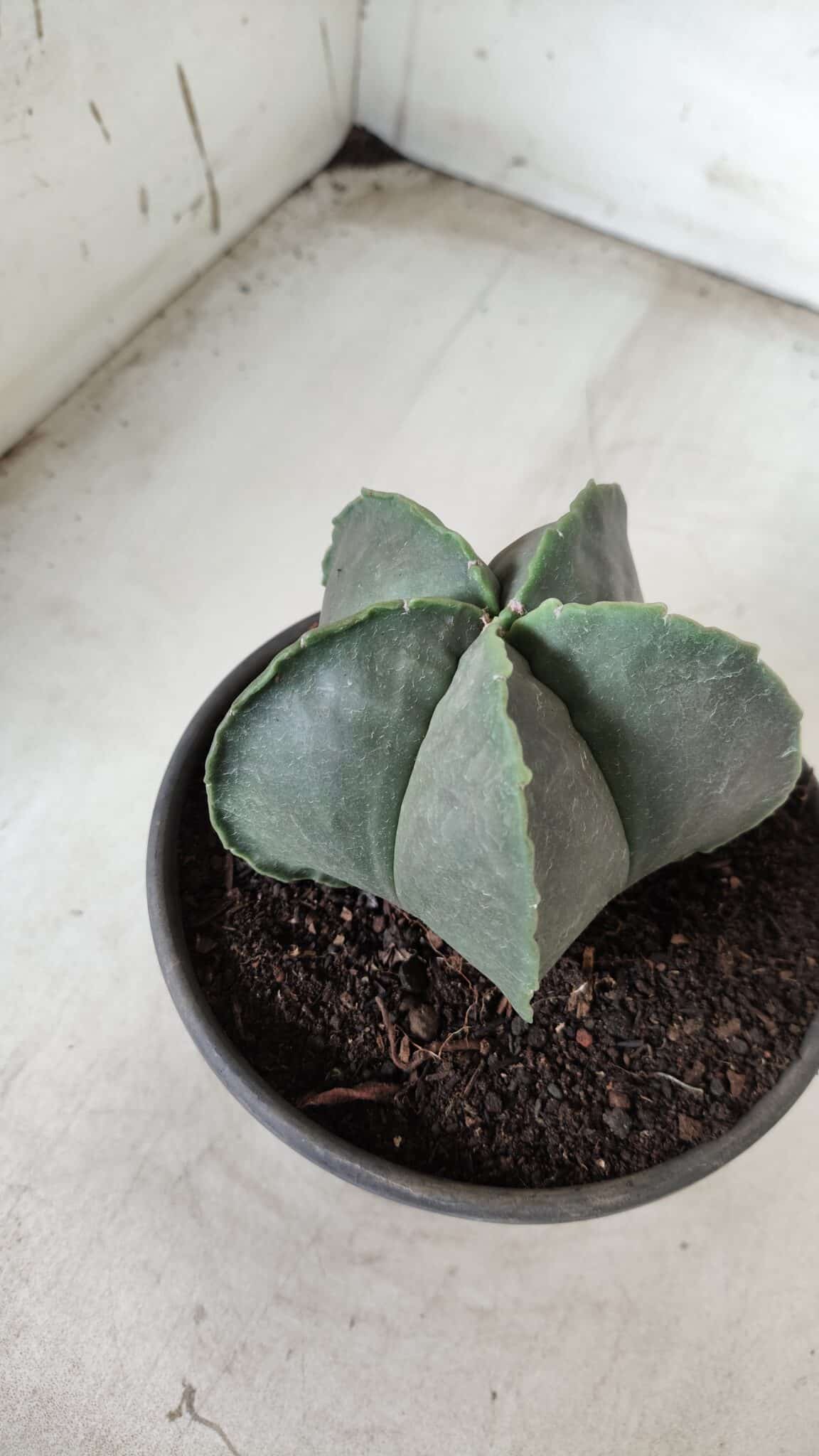 ASTROPHYTUM MYRIOSTIGMA "Nudum"  Nº 644 – vaso 15