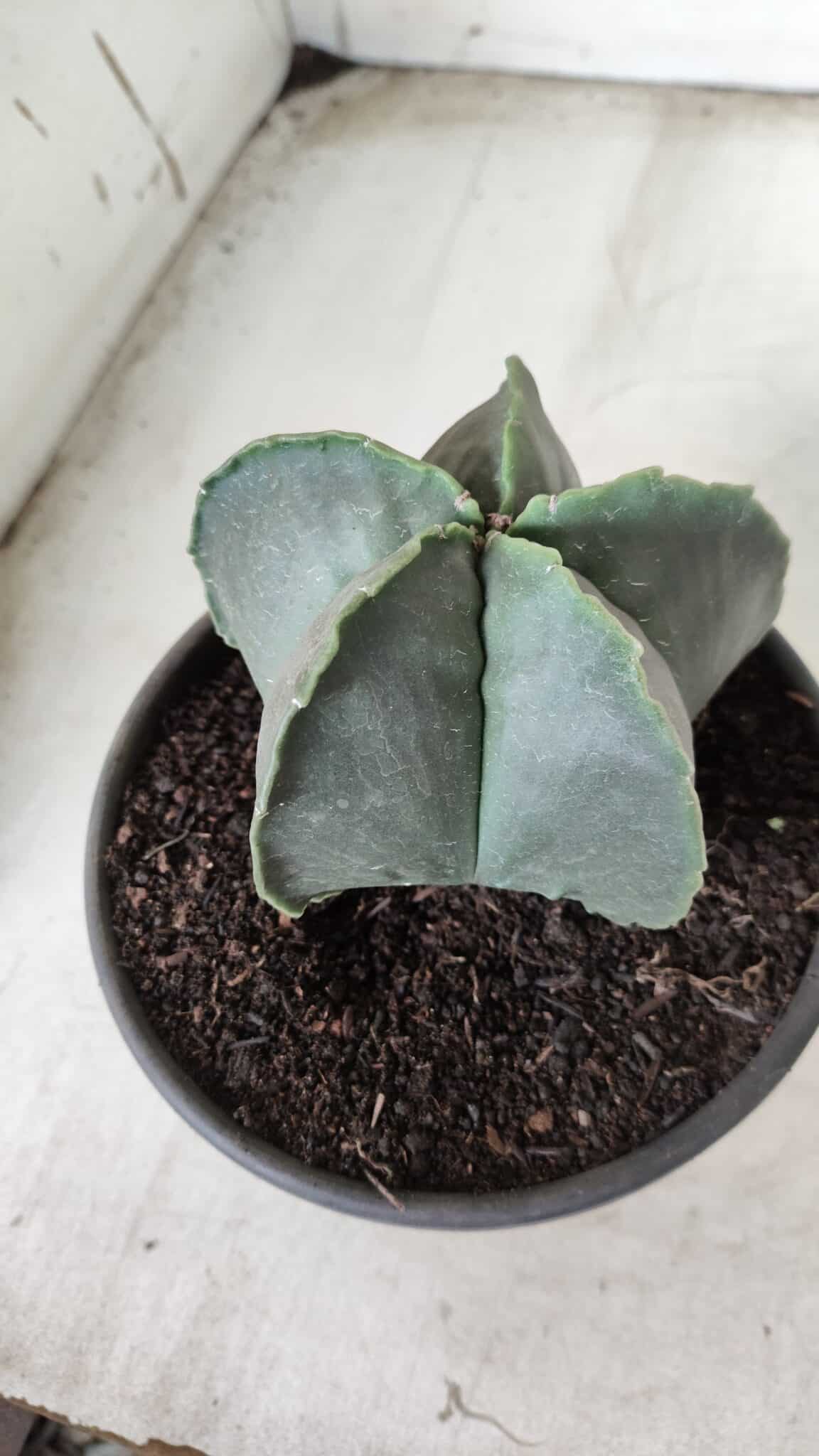 ASTROPHYTUM MYRIOSTIGMA "Nudum"  Nº 644 – vaso 15