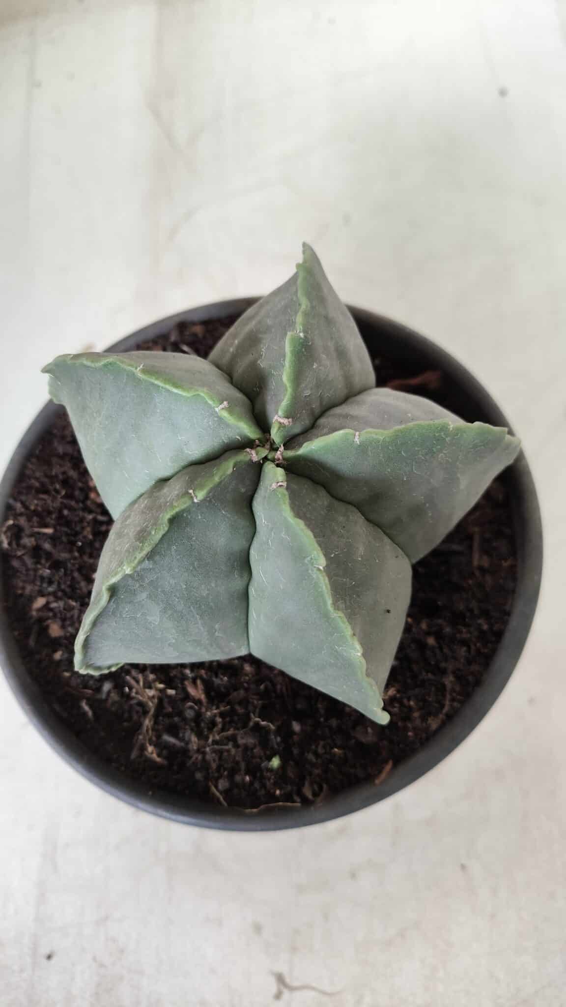 ASTROPHYTUM MYRIOSTIGMA "Nudum"  Nº 644 – vaso 15