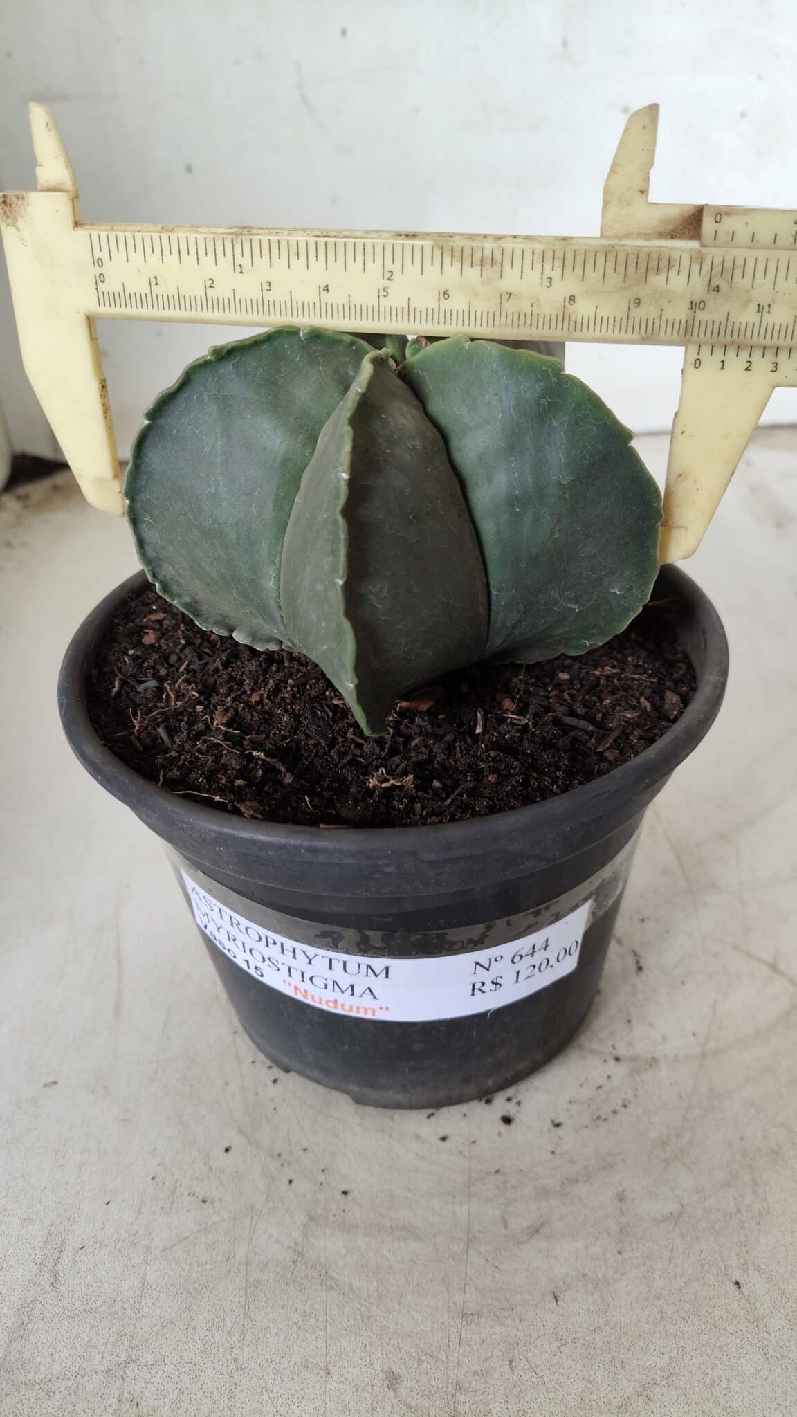 ASTROPHYTUM MYRIOSTIGMA "Nudum"  Nº 644 – vaso 15