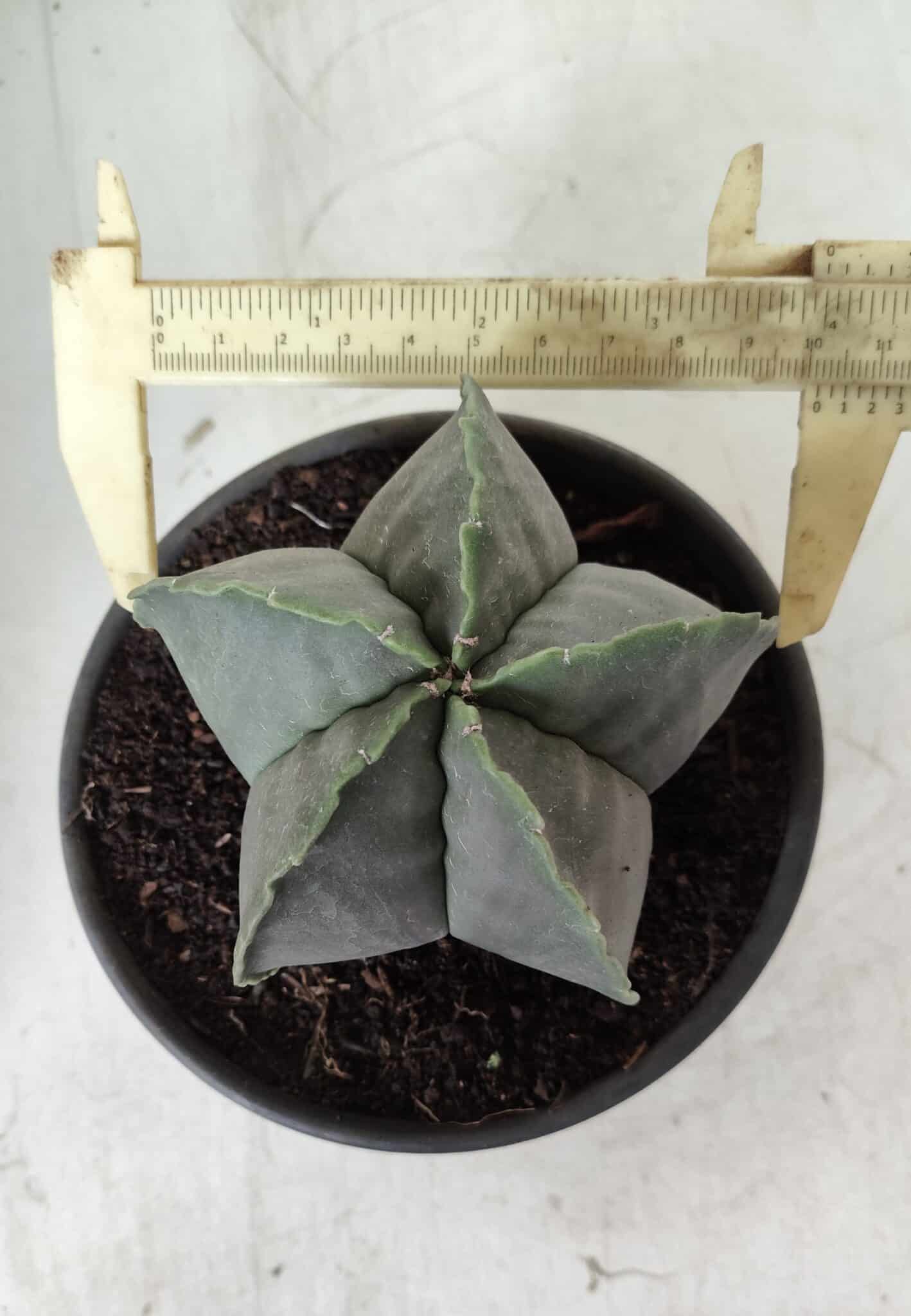 ASTROPHYTUM MYRIOSTIGMA "Nudum"  Nº 644 – vaso 15