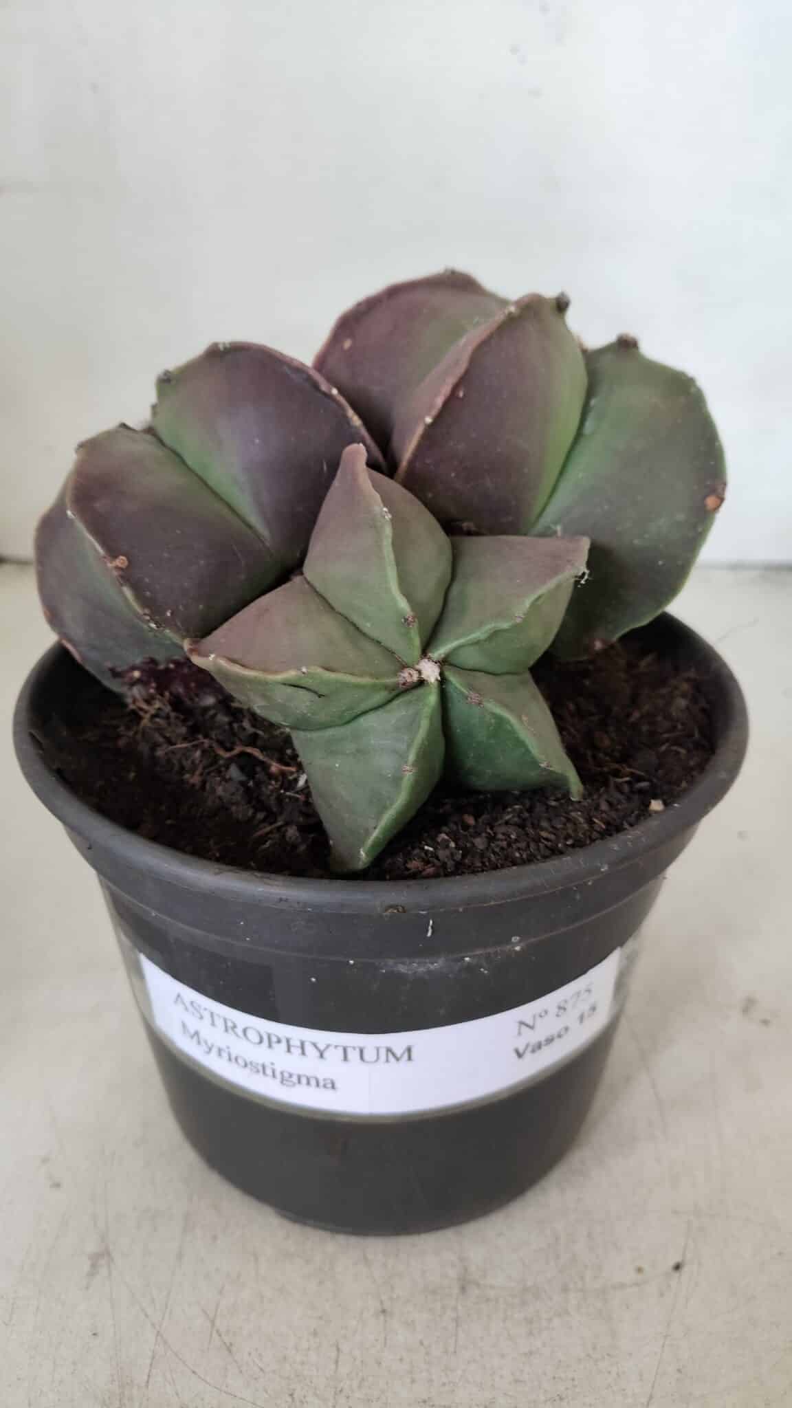 ASTROPHYTUM MYRIOSTIGMA Nº 875 – vaso 15