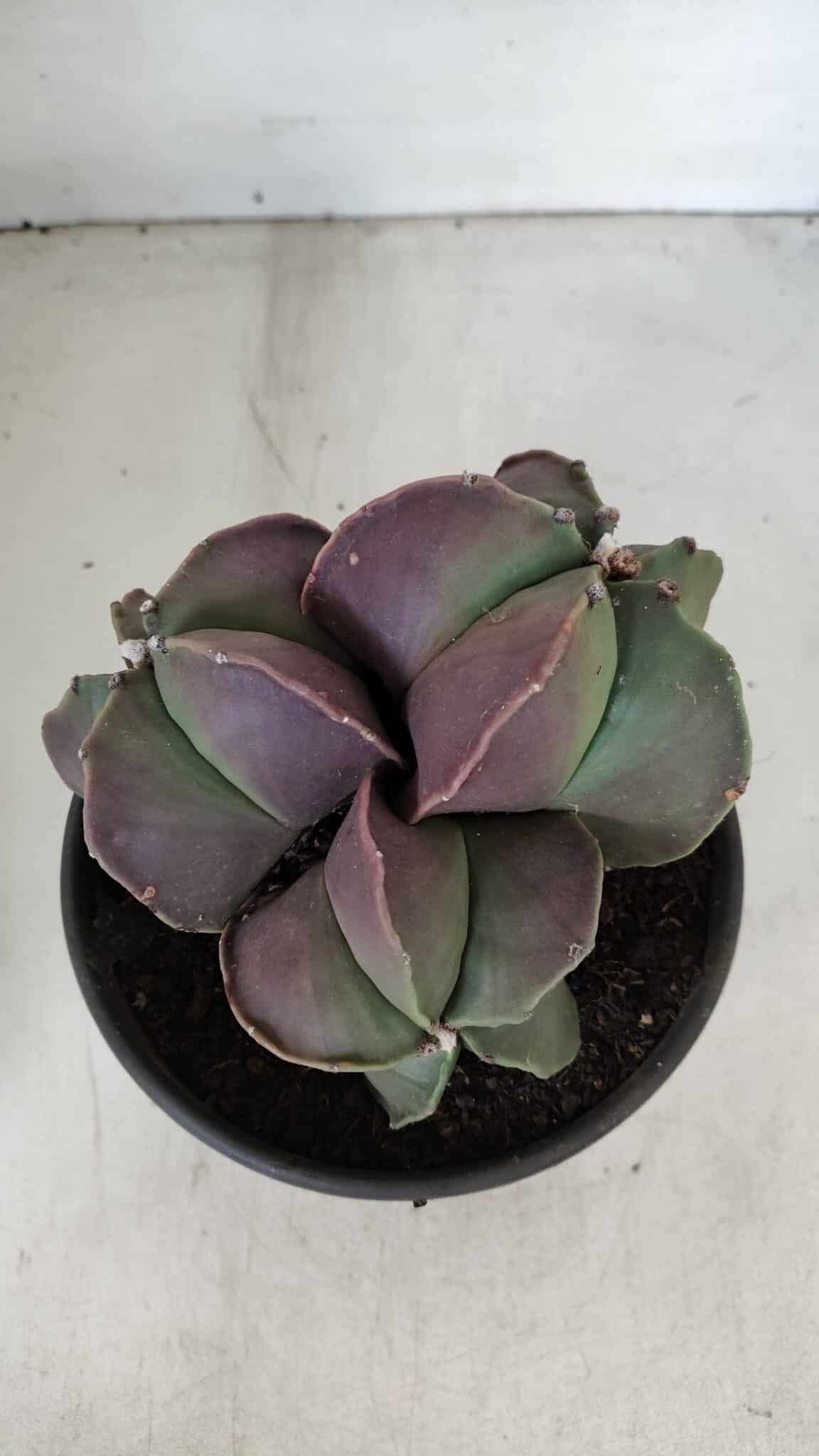 ASTROPHYTUM MYRIOSTIGMA Nº 875 – vaso 15