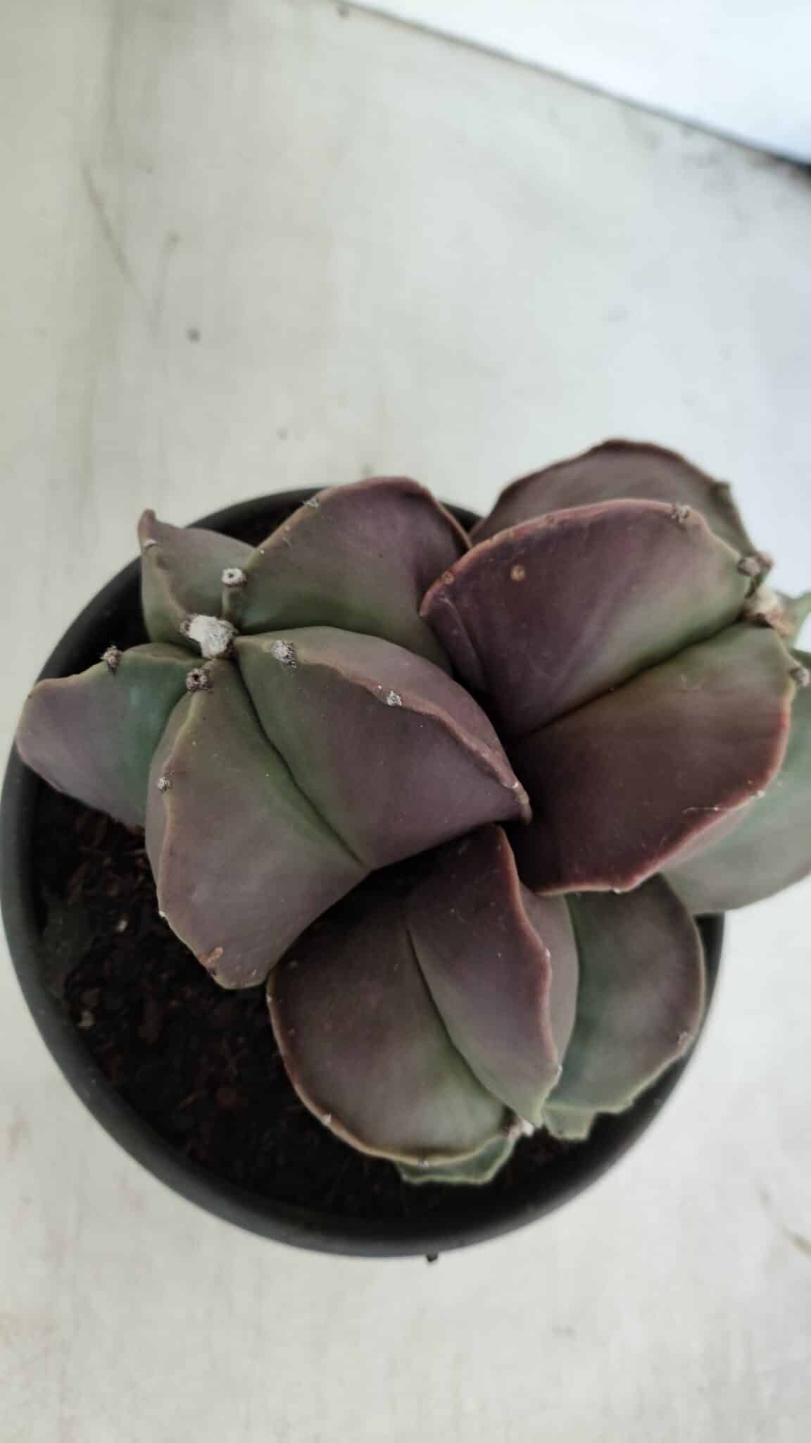 ASTROPHYTUM MYRIOSTIGMA Nº 875 – vaso 15
