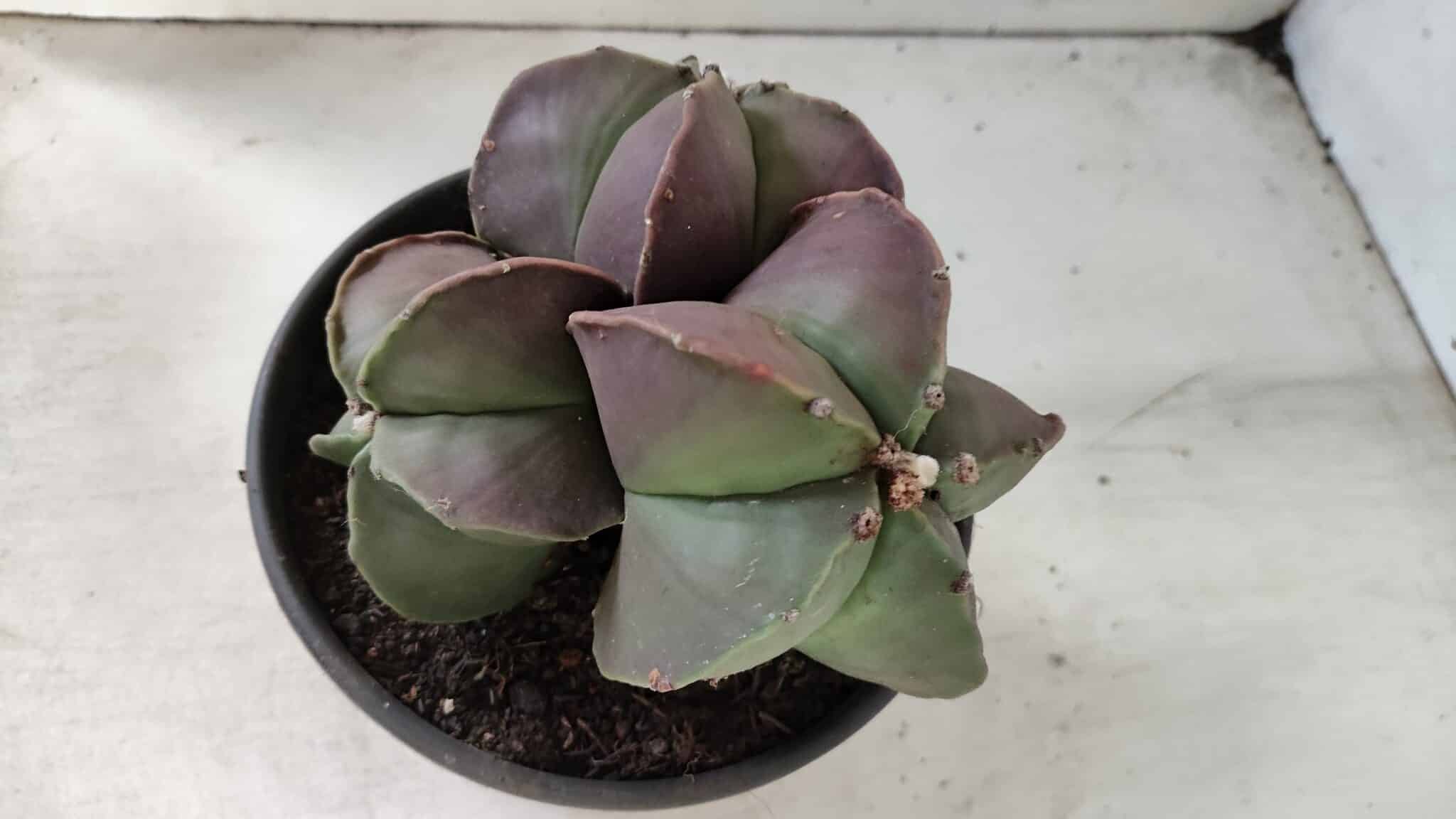 ASTROPHYTUM MYRIOSTIGMA Nº 875 – vaso 15