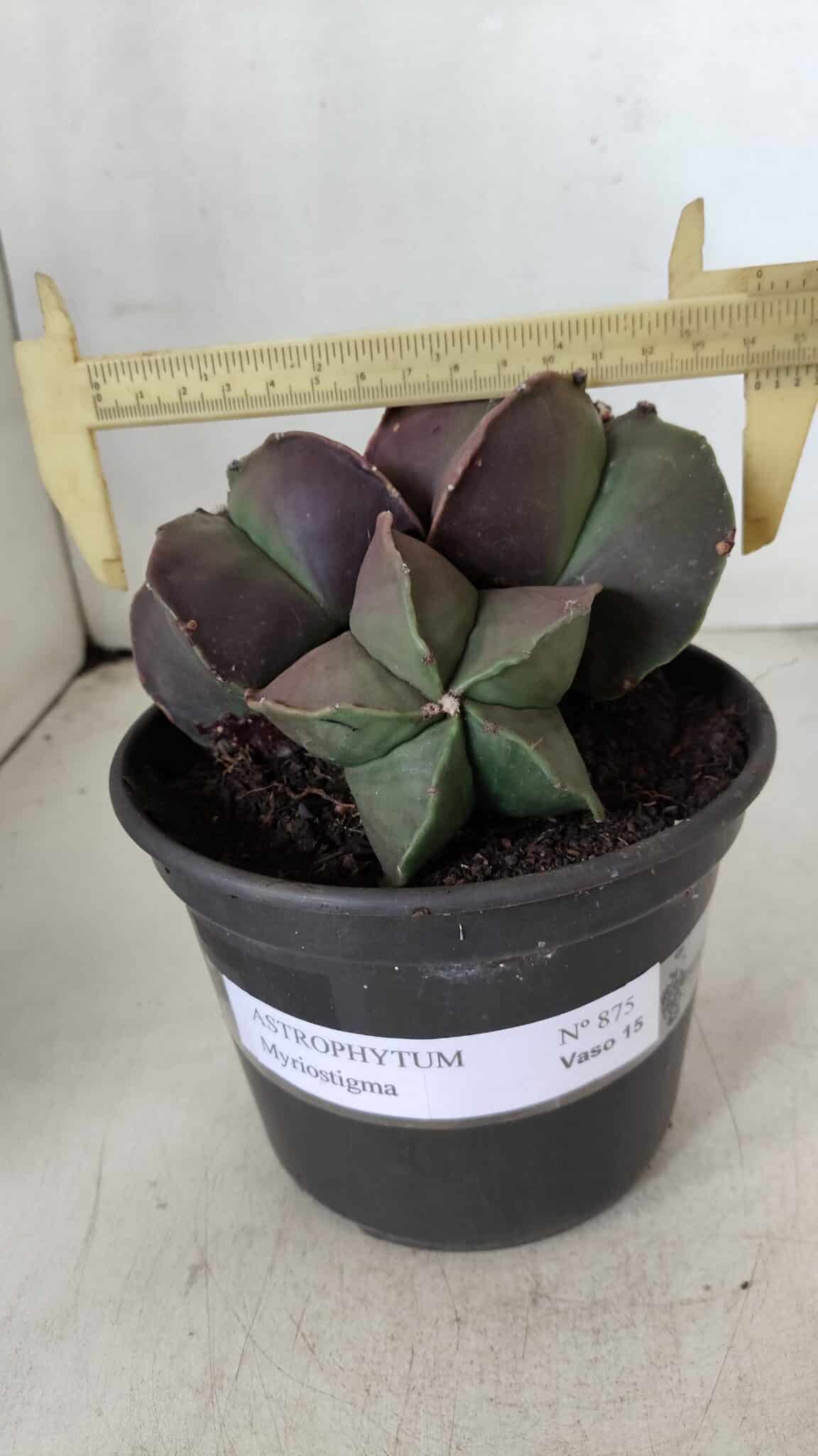 ASTROPHYTUM MYRIOSTIGMA Nº 875 – vaso 15