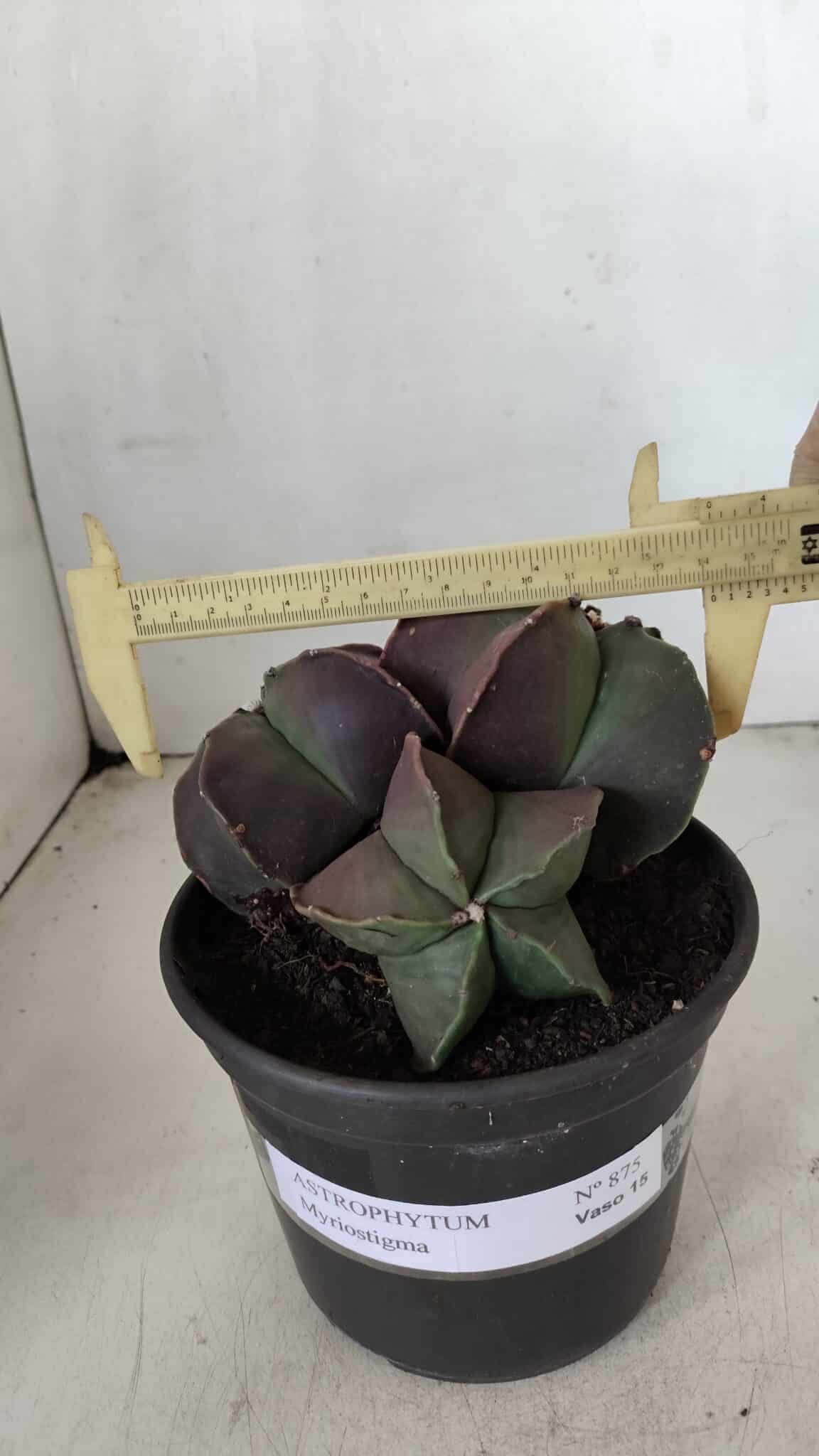 ASTROPHYTUM MYRIOSTIGMA Nº 875 – vaso 15