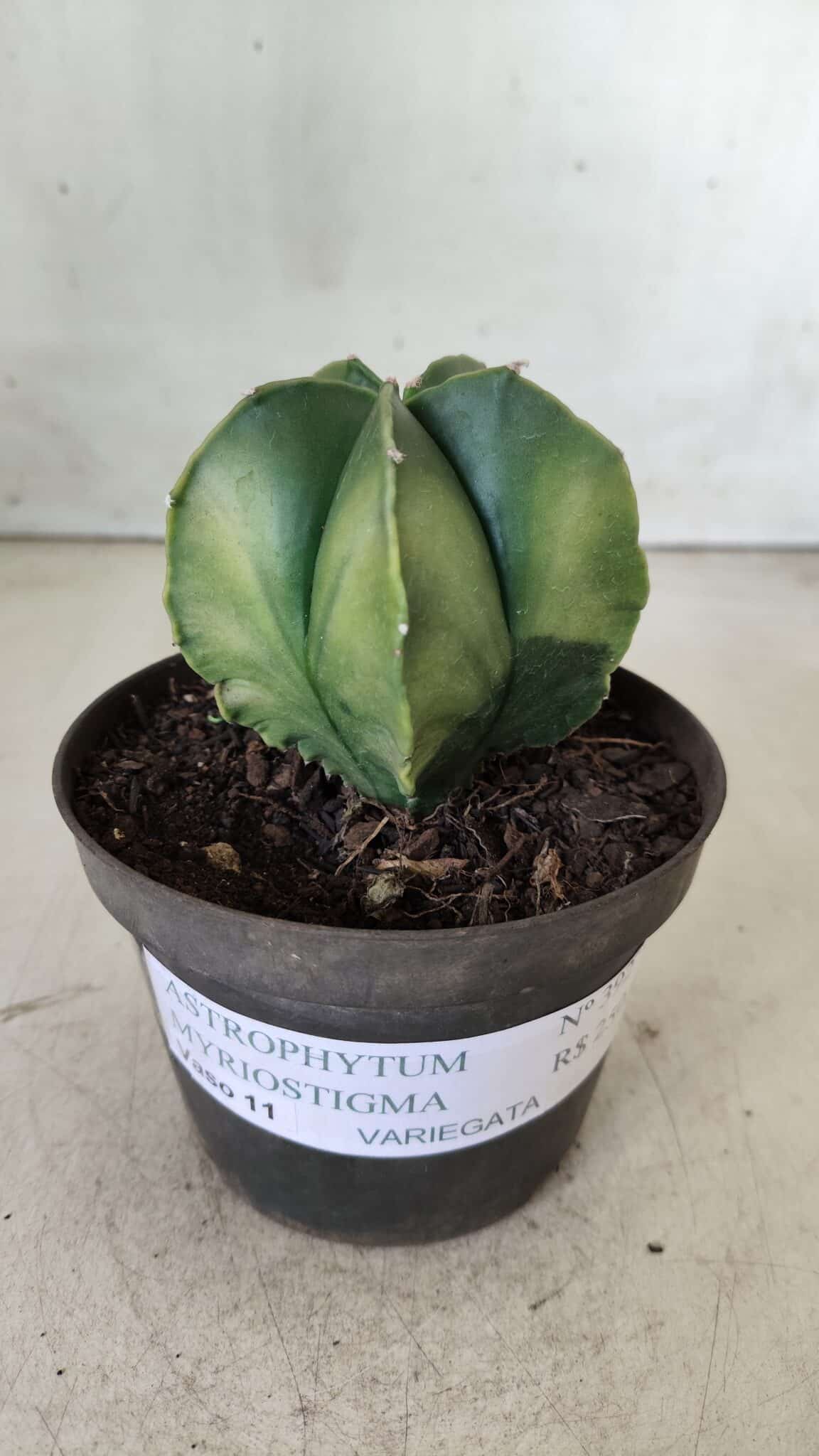 ASTROPHYTUM MYRIOSTIGMA "Variegata" Nº 392 – vaso 11