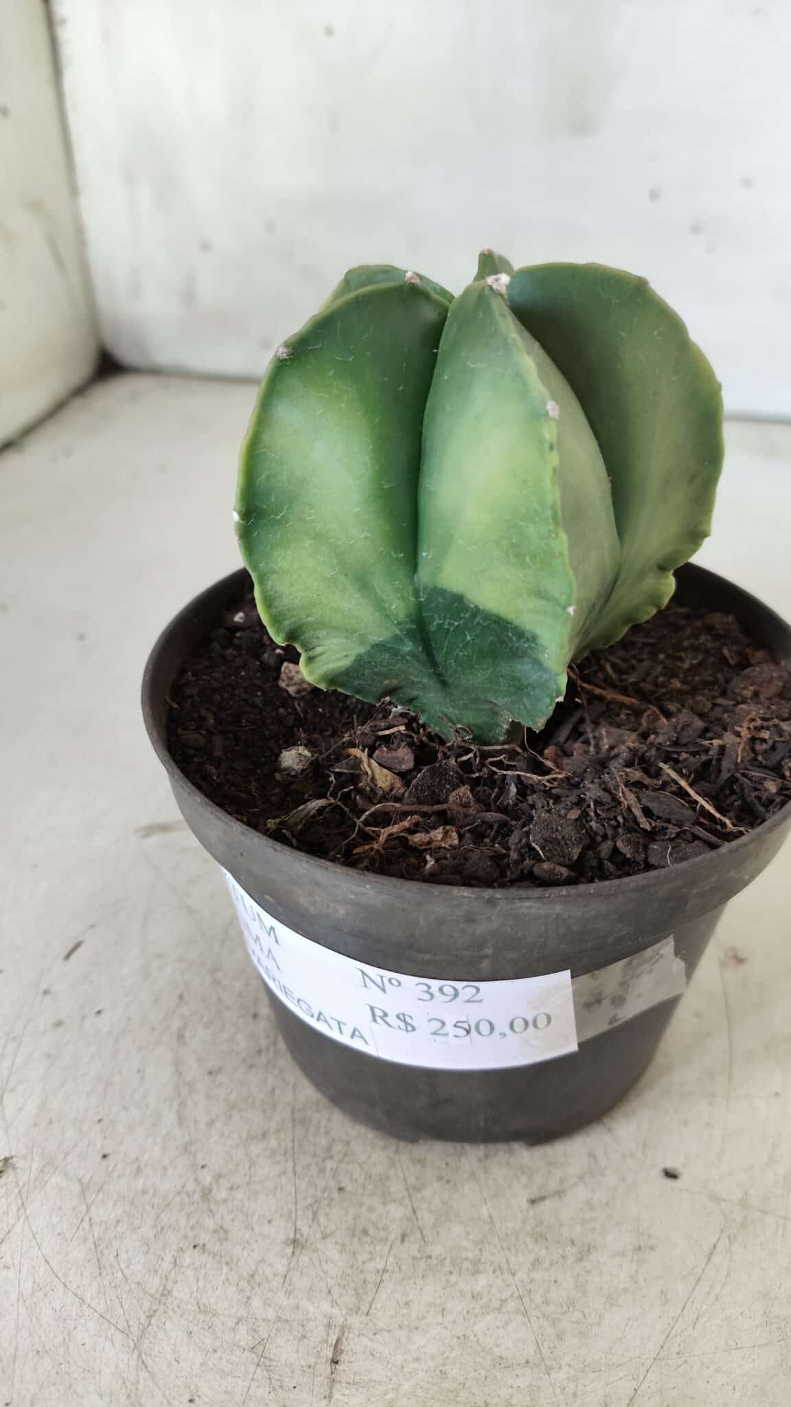 ASTROPHYTUM MYRIOSTIGMA "Variegata" Nº 392 – vaso 11