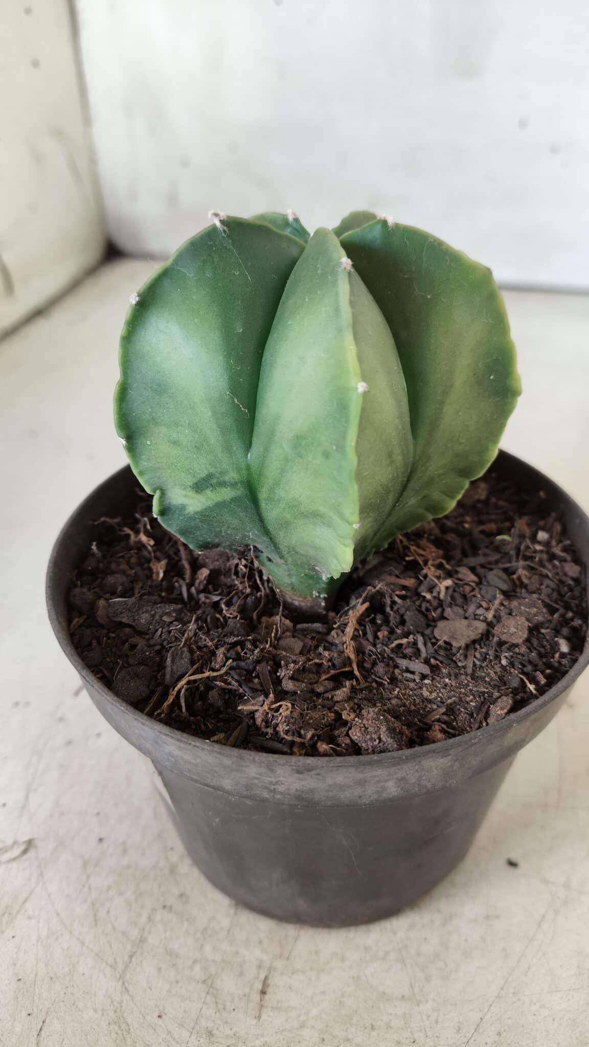 ASTROPHYTUM MYRIOSTIGMA "Variegata" Nº 392 – vaso 11