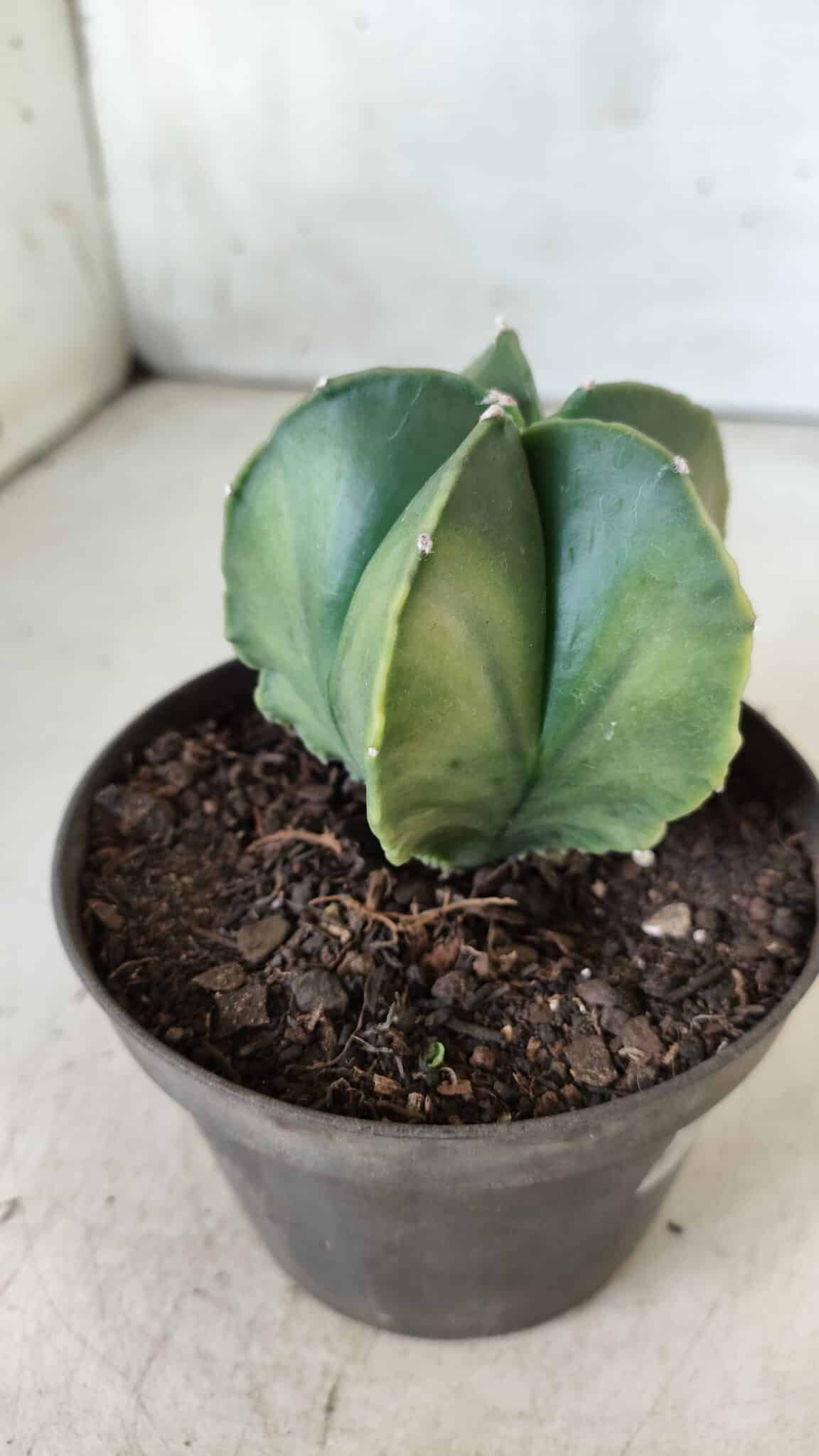 ASTROPHYTUM MYRIOSTIGMA "Variegata" Nº 392 – vaso 11