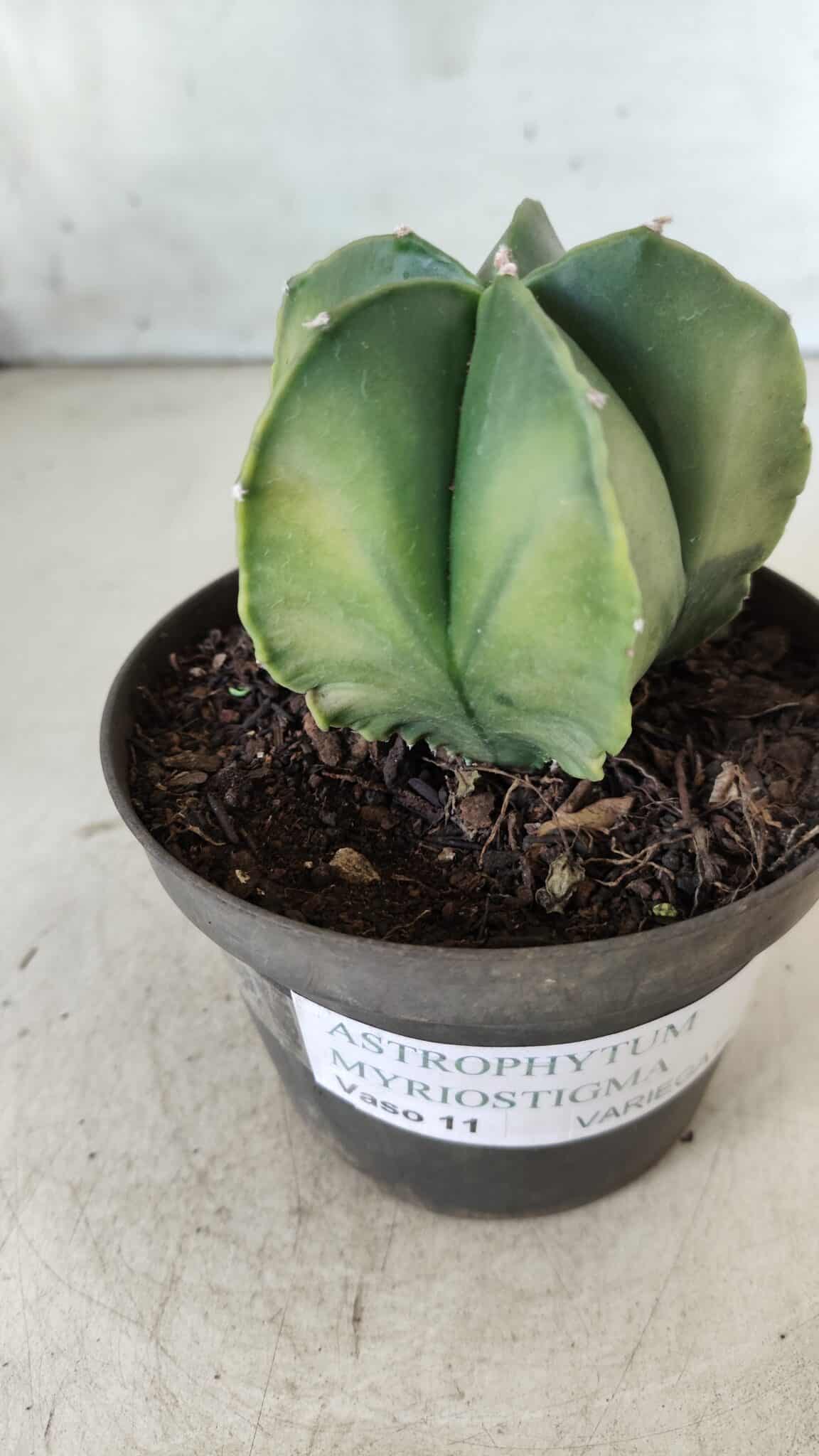 ASTROPHYTUM MYRIOSTIGMA "Variegata" Nº 392 – vaso 11