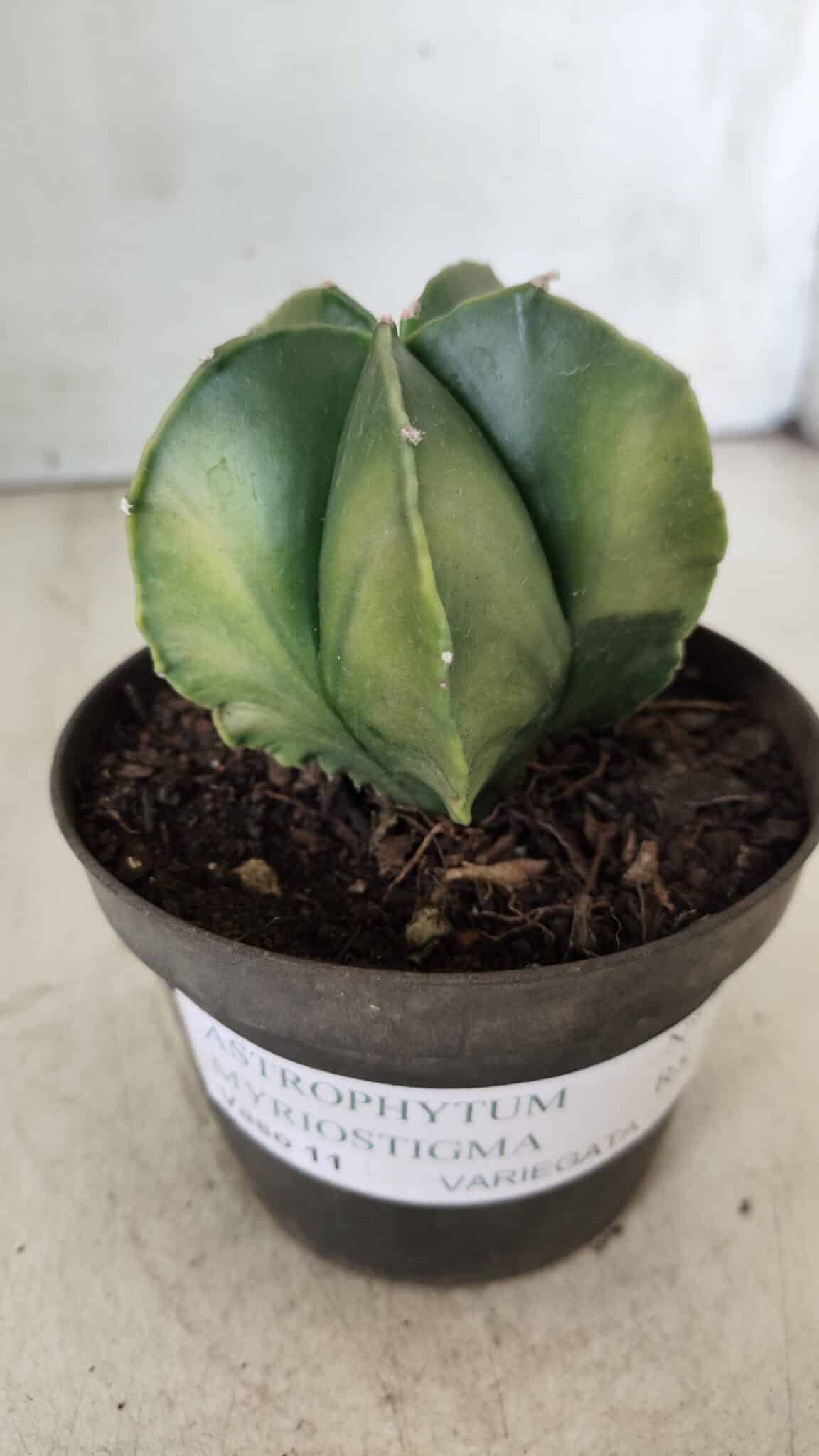 ASTROPHYTUM MYRIOSTIGMA "Variegata" Nº 392 – vaso 11