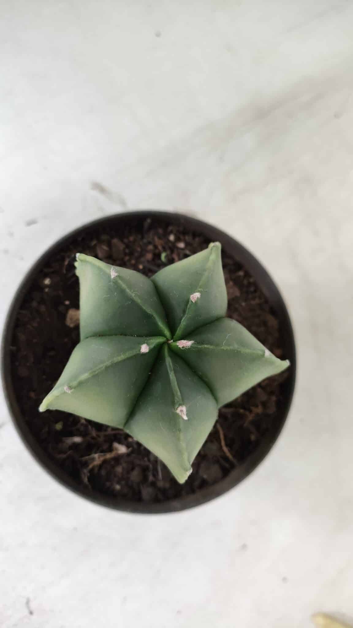 ASTROPHYTUM MYRIOSTIGMA "Variegata" Nº 392 – vaso 11