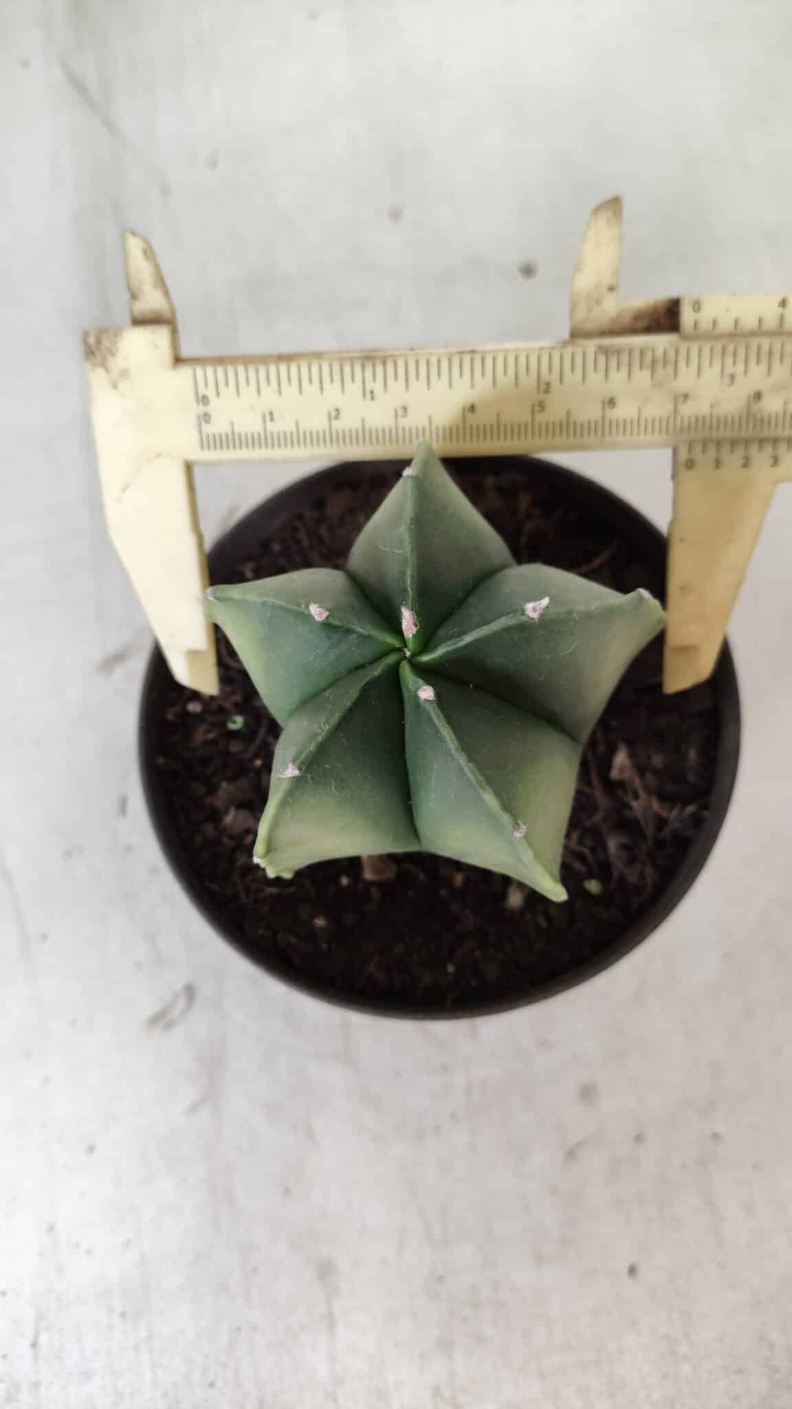 ASTROPHYTUM MYRIOSTIGMA "Variegata" Nº 392 – vaso 11