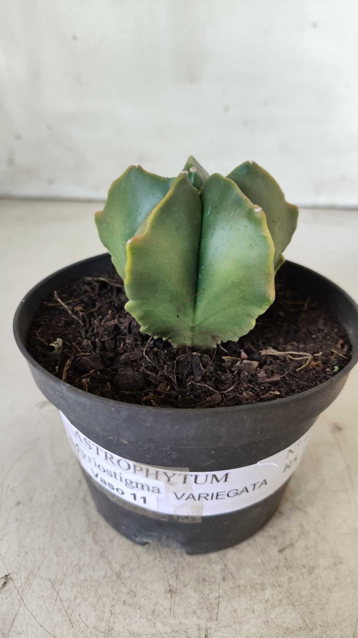 ASTROPHYTUM MYRIOSTIGMA "Variegata" Nº 450 – vaso 11