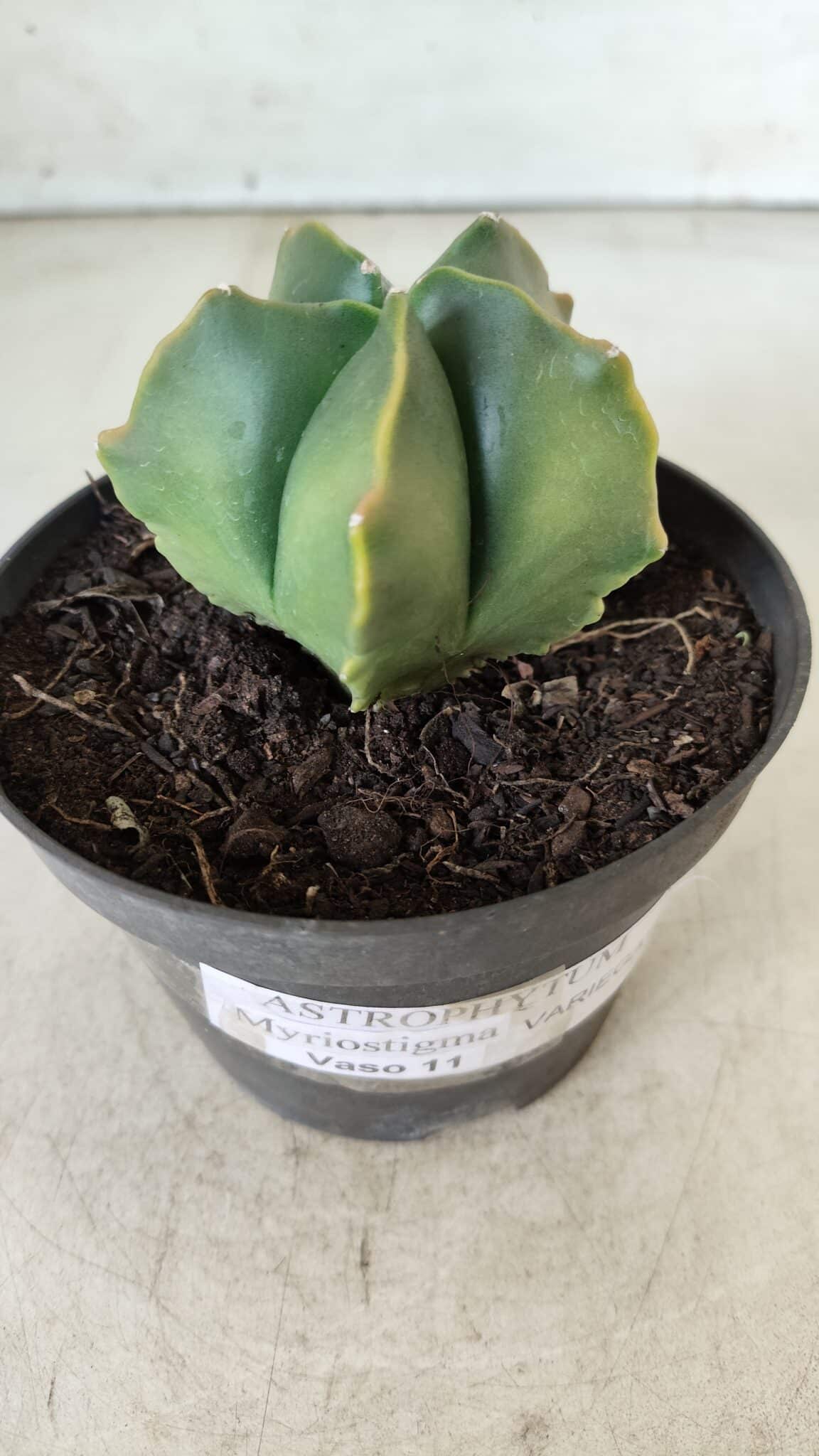 ASTROPHYTUM MYRIOSTIGMA "Variegata" Nº 450 – vaso 11