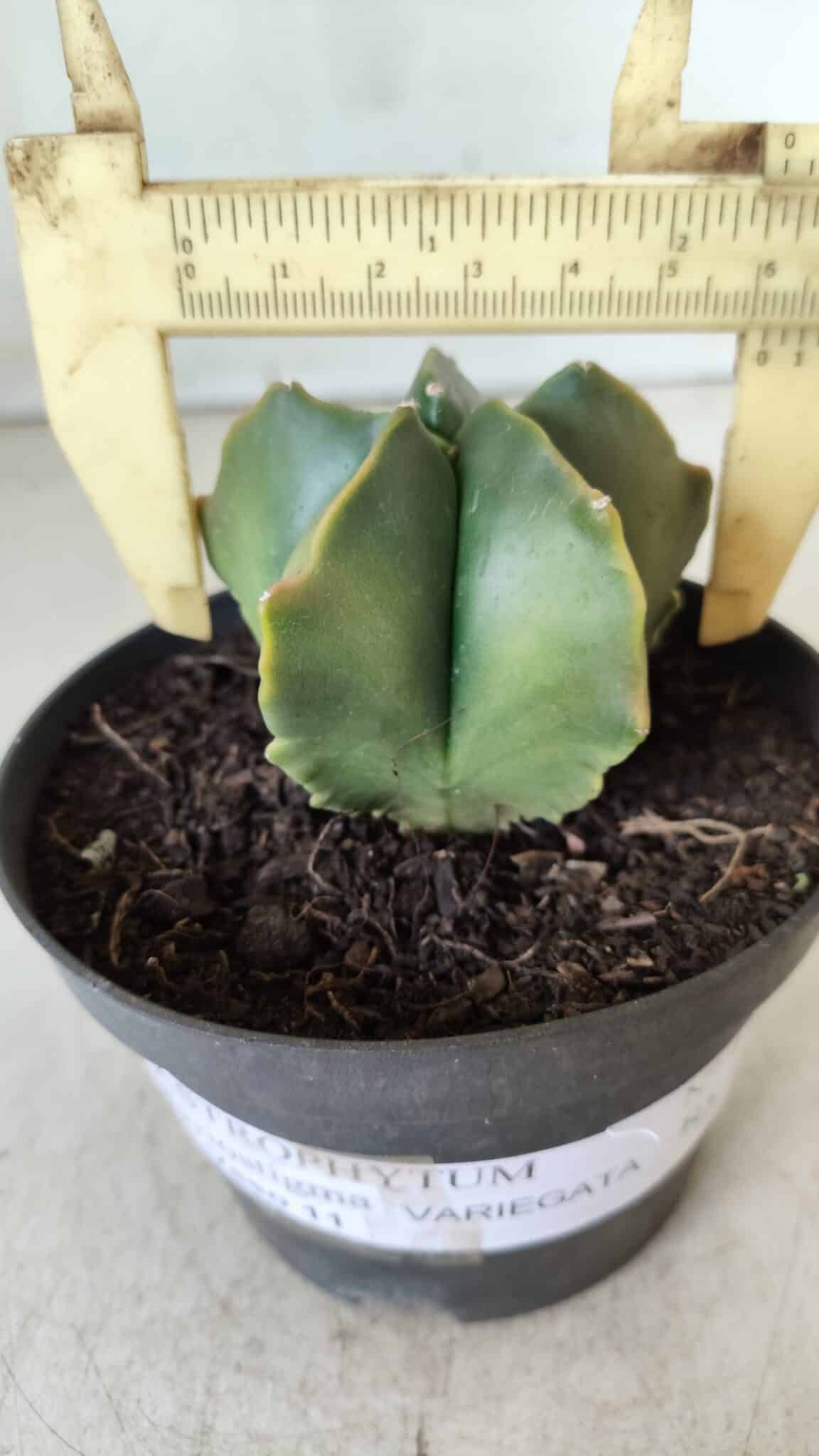 ASTROPHYTUM MYRIOSTIGMA "Variegata" Nº 450 – vaso 11