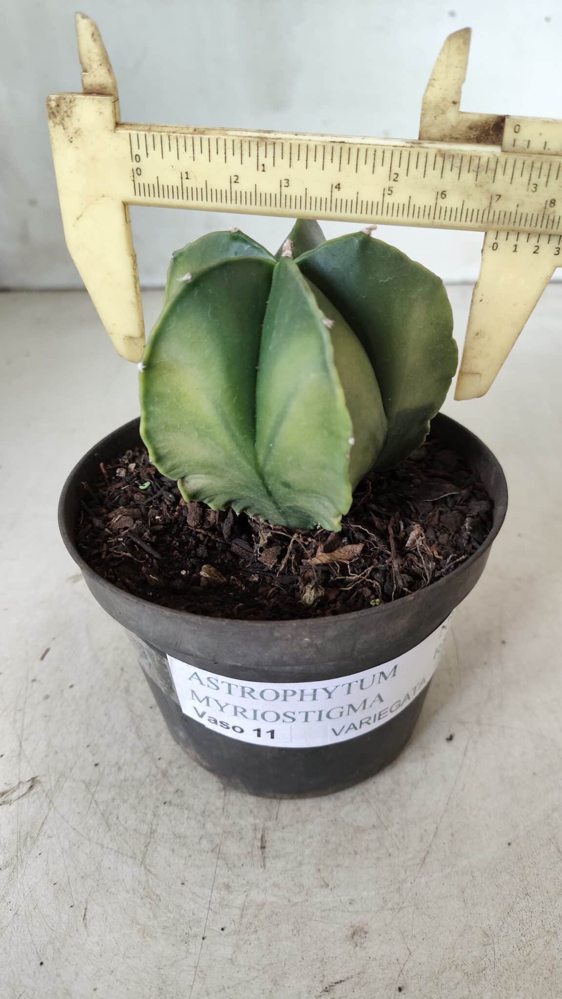 ASTROPHYTUM MYRIOSTIGMA "Variegata" Nº 392 – vaso 11