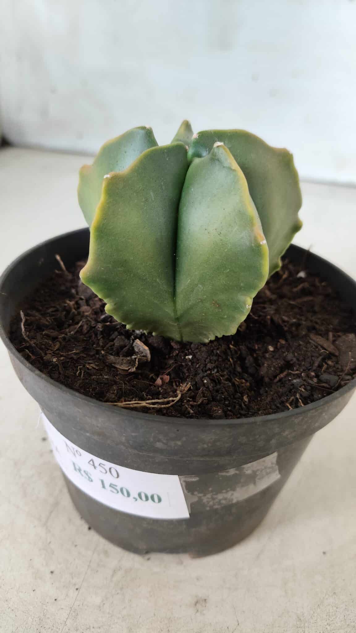 ASTROPHYTUM MYRIOSTIGMA "Variegata" Nº 450 – vaso 11