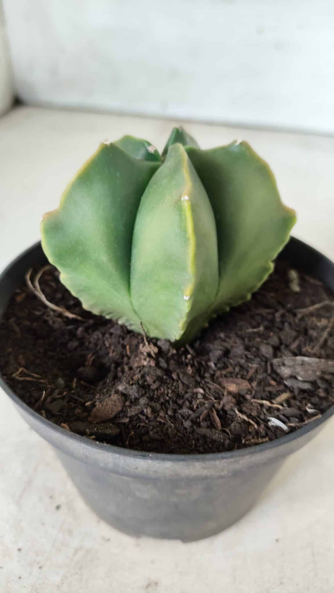 ASTROPHYTUM MYRIOSTIGMA "Variegata" Nº 450 – vaso 11