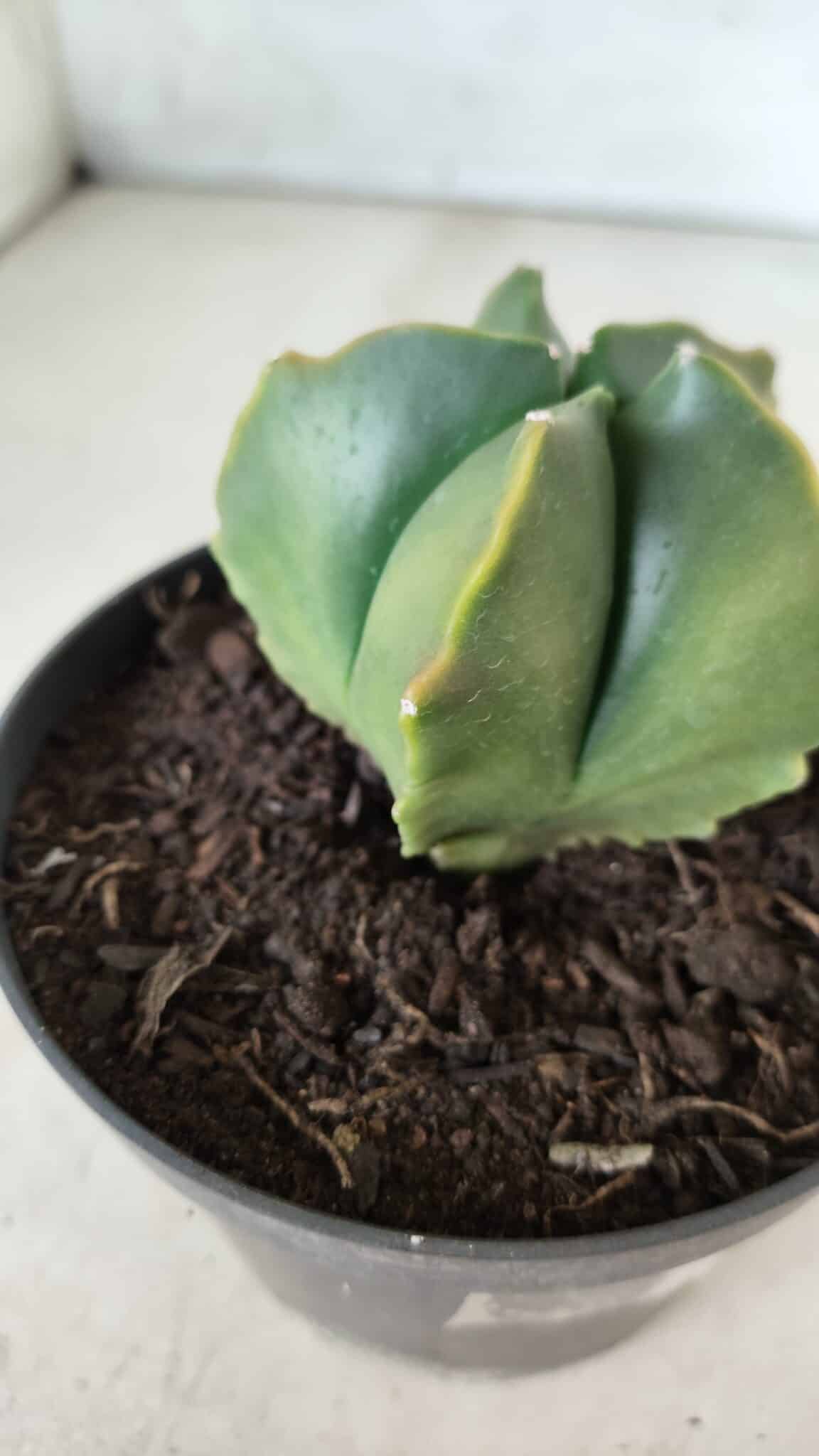 ASTROPHYTUM MYRIOSTIGMA "Variegata" Nº 450 – vaso 11