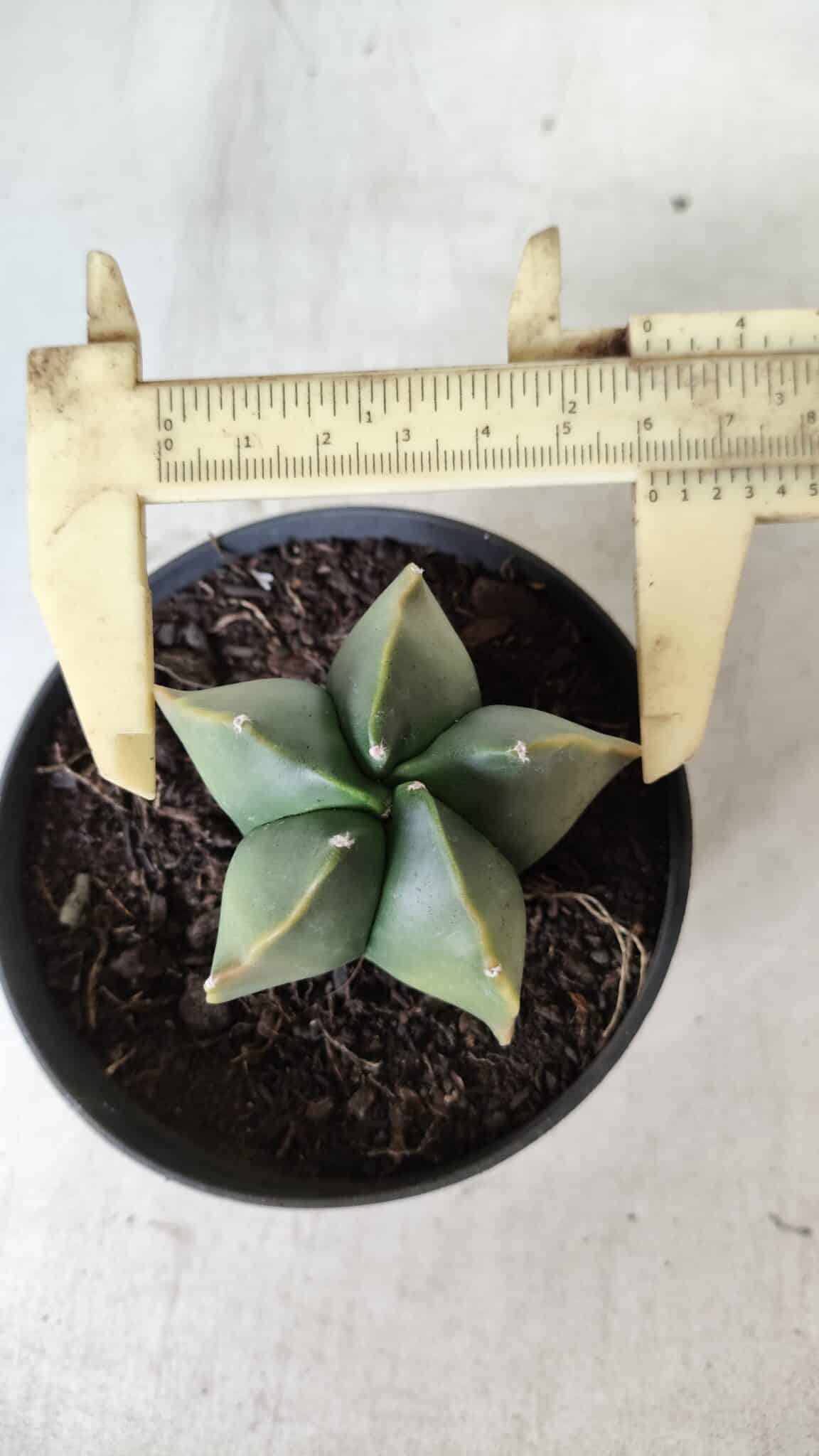 ASTROPHYTUM MYRIOSTIGMA "Variegata" Nº 450 – vaso 11