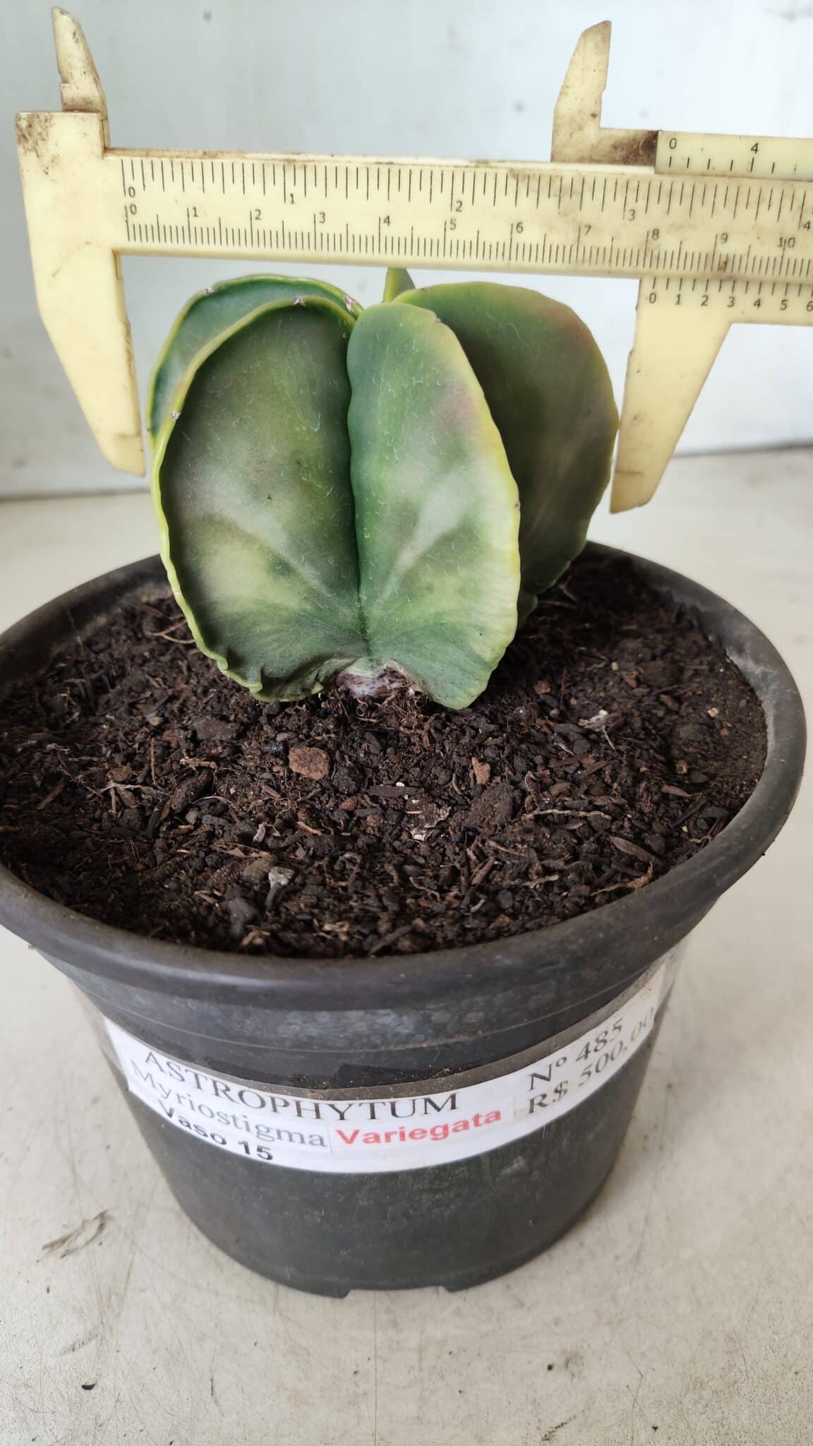 ASTROPHYTUM MYRIOSTIGMA "Variegata" Nº 485 – vaso 15