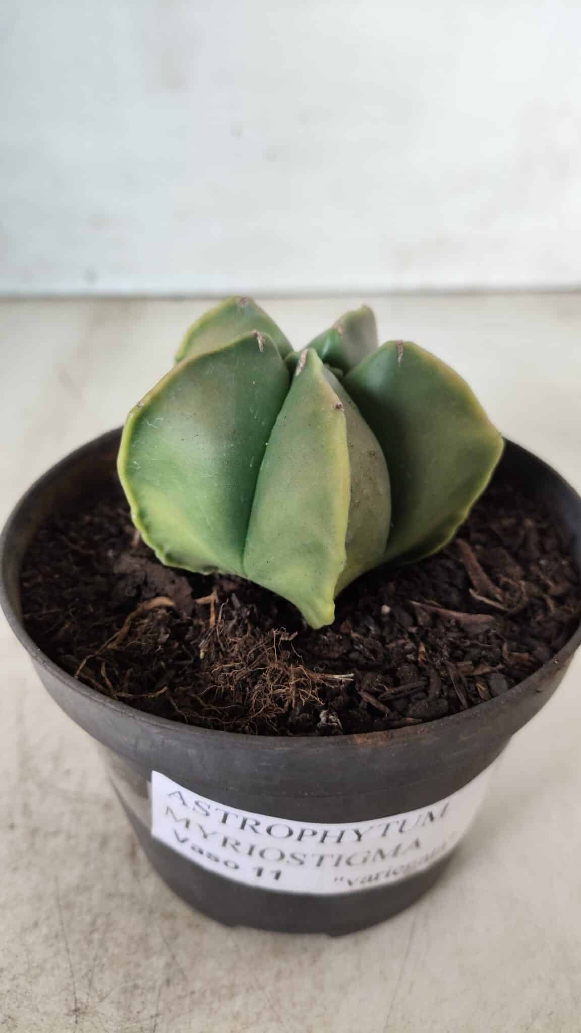 ASTROPHYTUM MYRIOSTIGMA "Variegata" Nº 645 – vaso 11