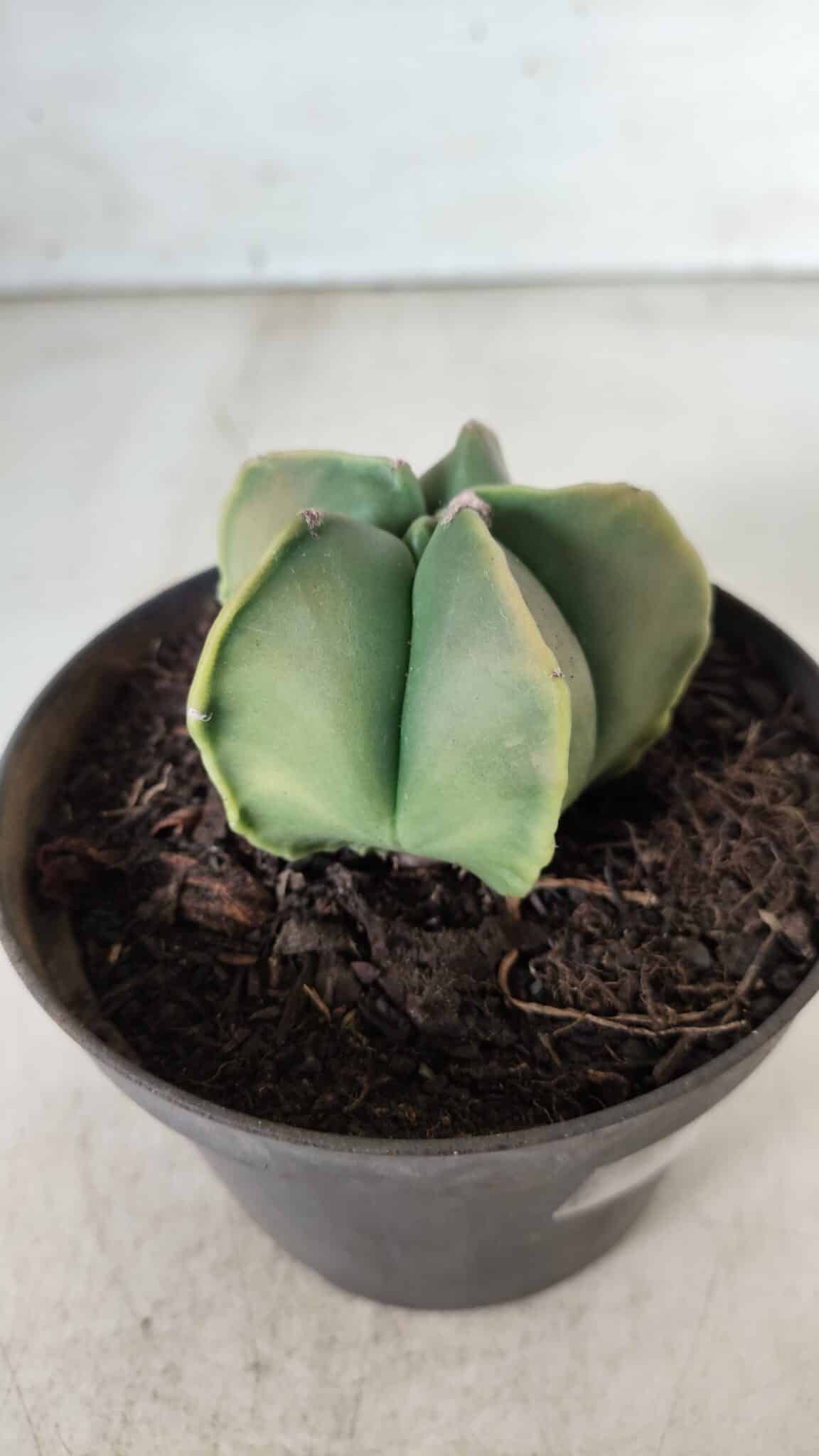 ASTROPHYTUM MYRIOSTIGMA "Variegata" Nº 645 – vaso 11