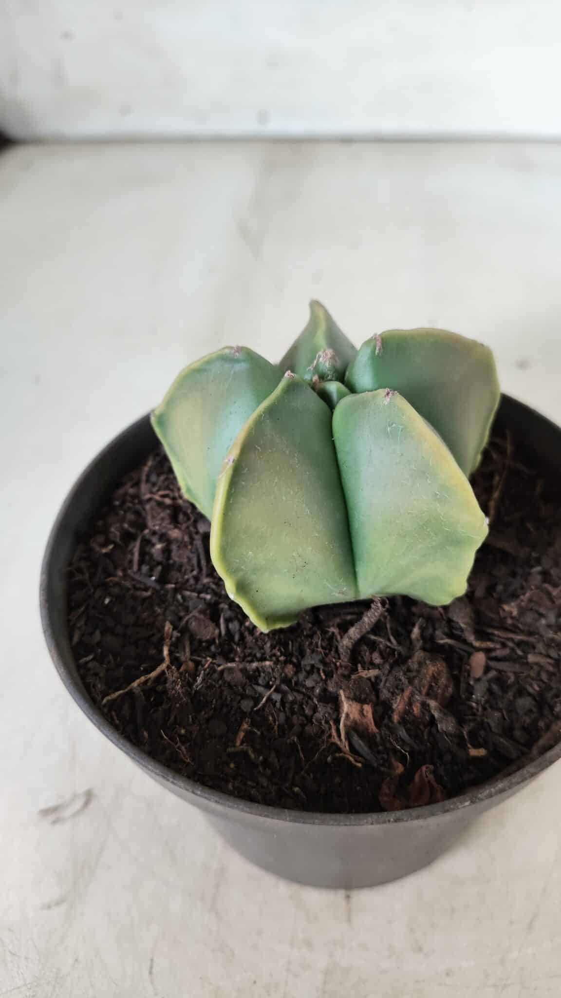 ASTROPHYTUM MYRIOSTIGMA "Variegata" Nº 645 – vaso 11