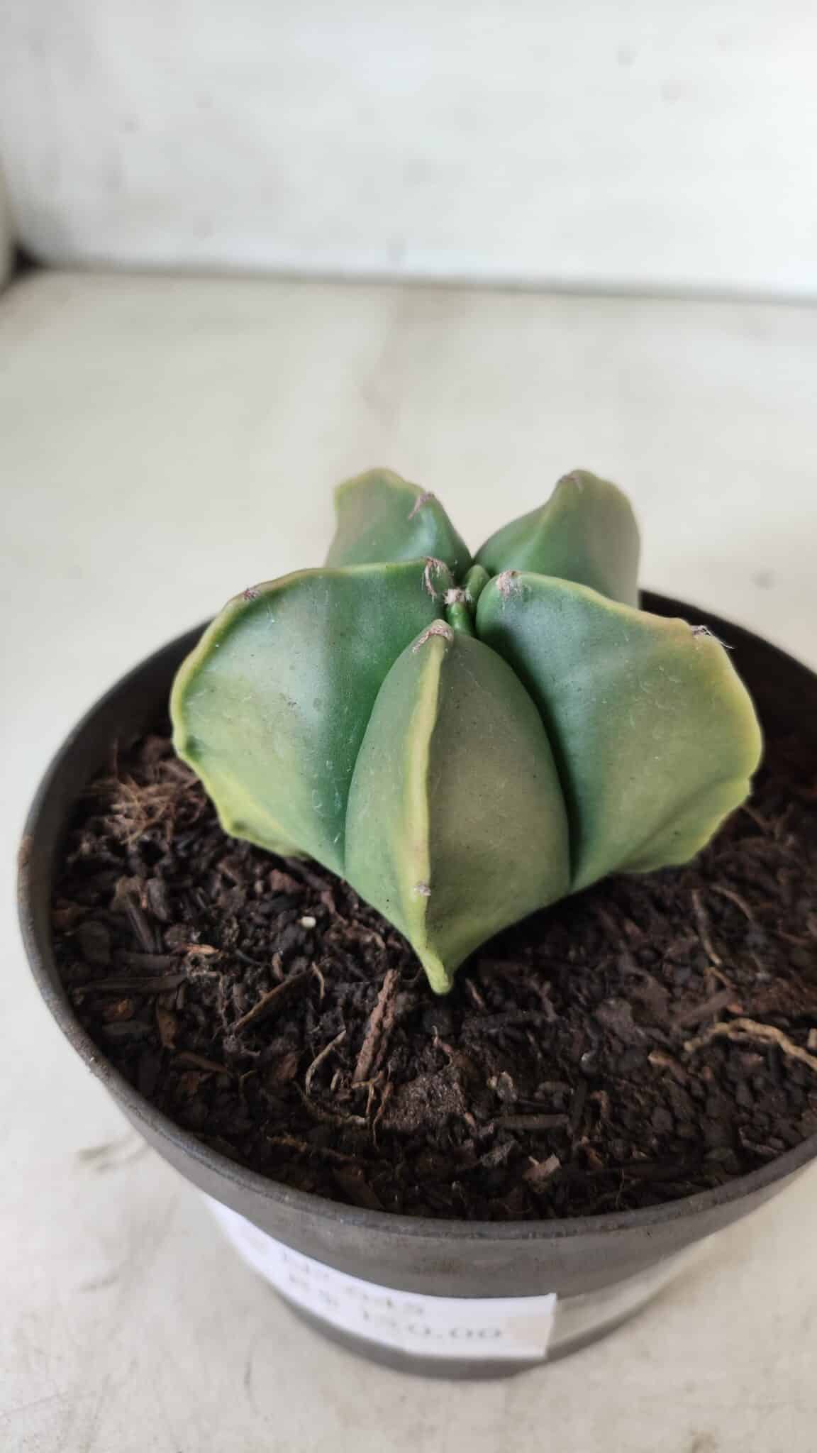ASTROPHYTUM MYRIOSTIGMA "Variegata" Nº 645 – vaso 11