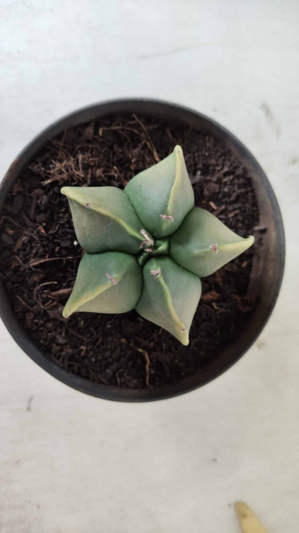 ASTROPHYTUM MYRIOSTIGMA "Variegata" Nº 645 – vaso 11