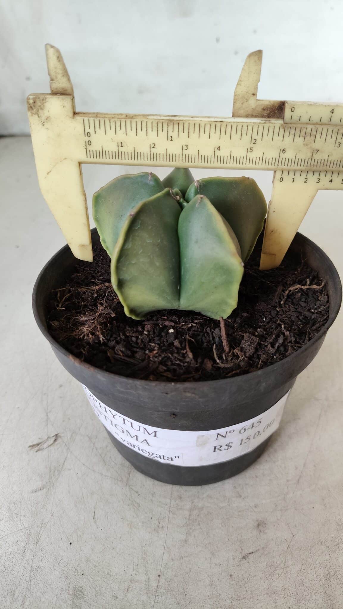 ASTROPHYTUM MYRIOSTIGMA "Variegata" Nº 645 – vaso 11