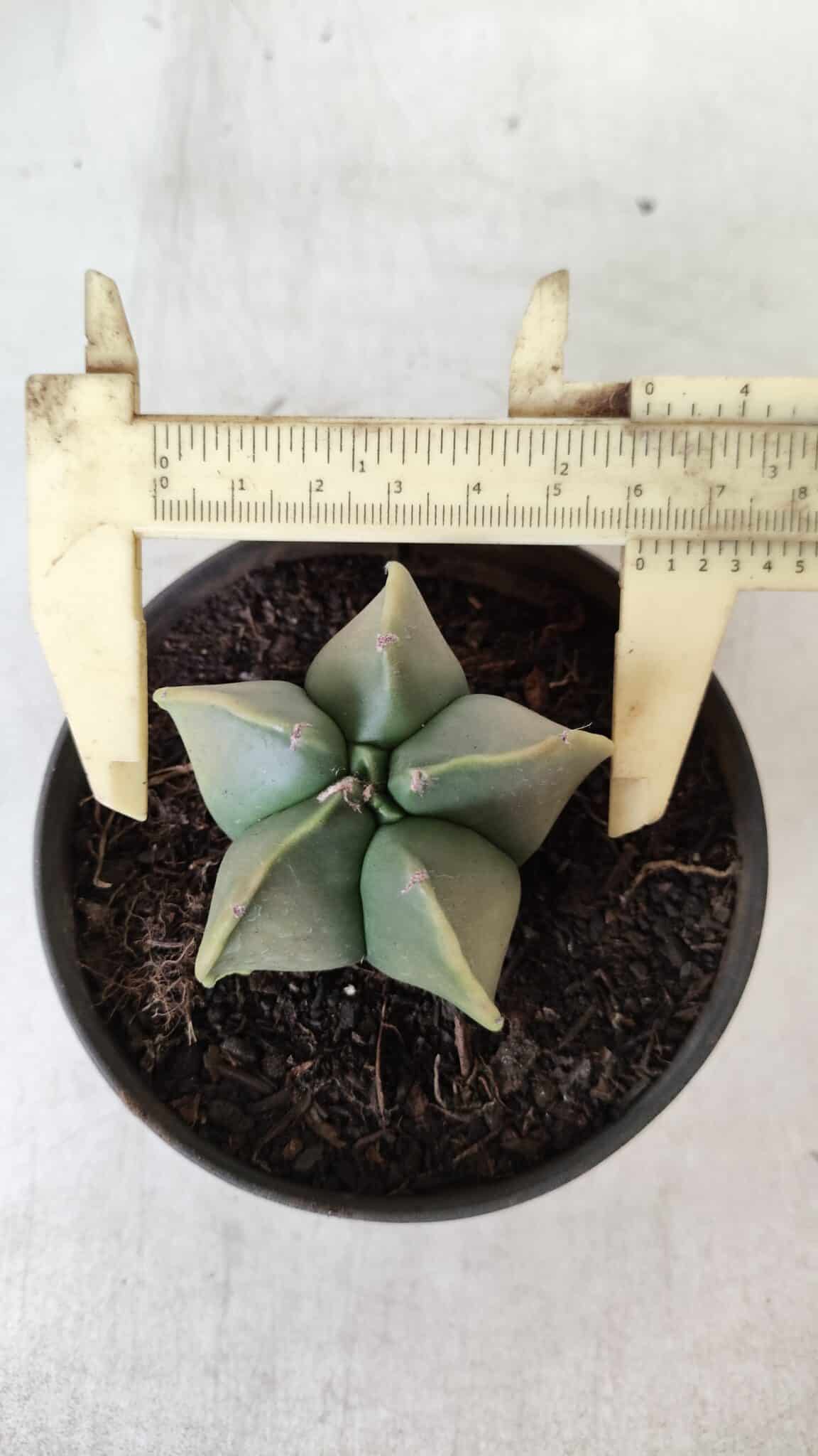 ASTROPHYTUM MYRIOSTIGMA "Variegata" Nº 645 – vaso 11