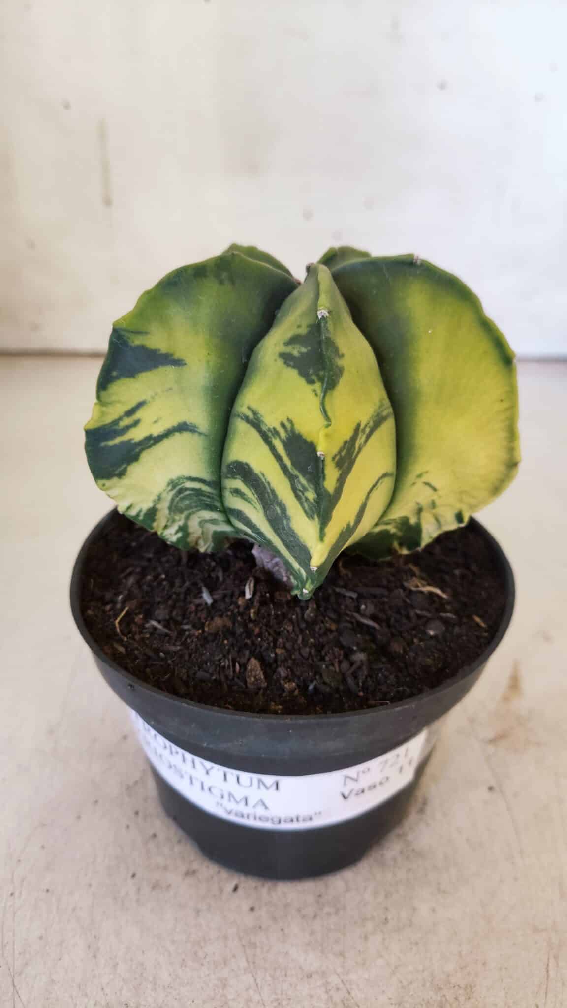 ASTROPHYTUM MYRIOSTIGMA "Variegata" Nº 721 – vaso 11