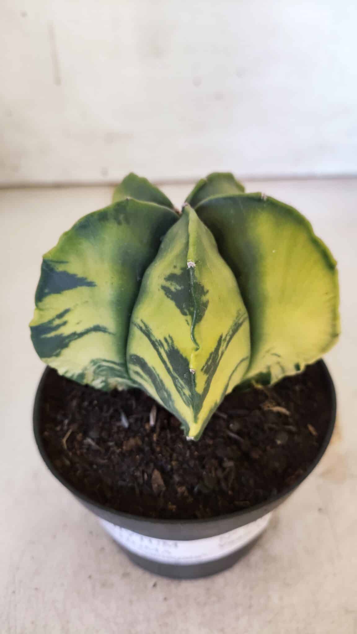 ASTROPHYTUM MYRIOSTIGMA "Variegata" Nº 721 – vaso 11
