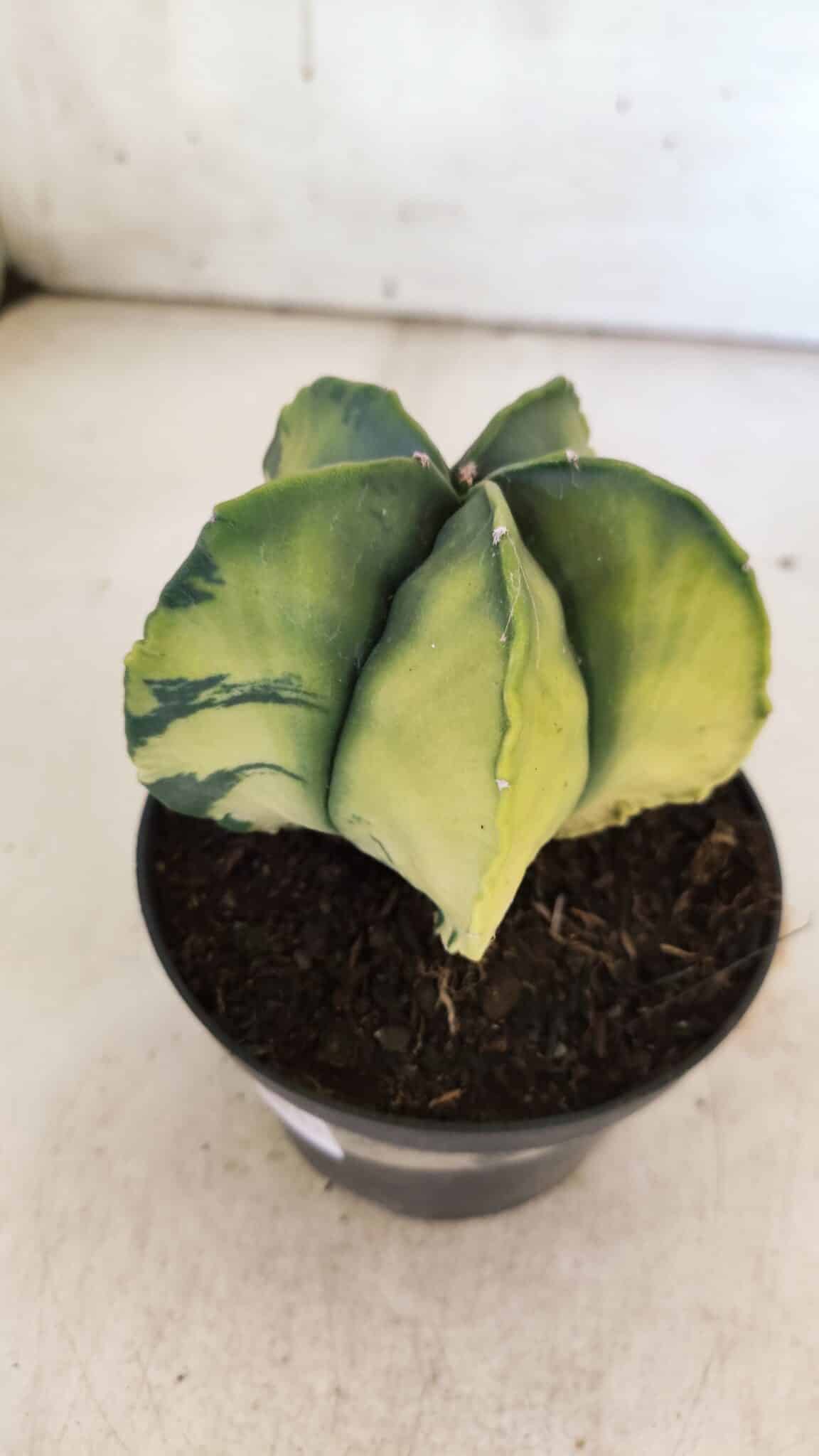 ASTROPHYTUM MYRIOSTIGMA "Variegata" Nº 721 – vaso 11
