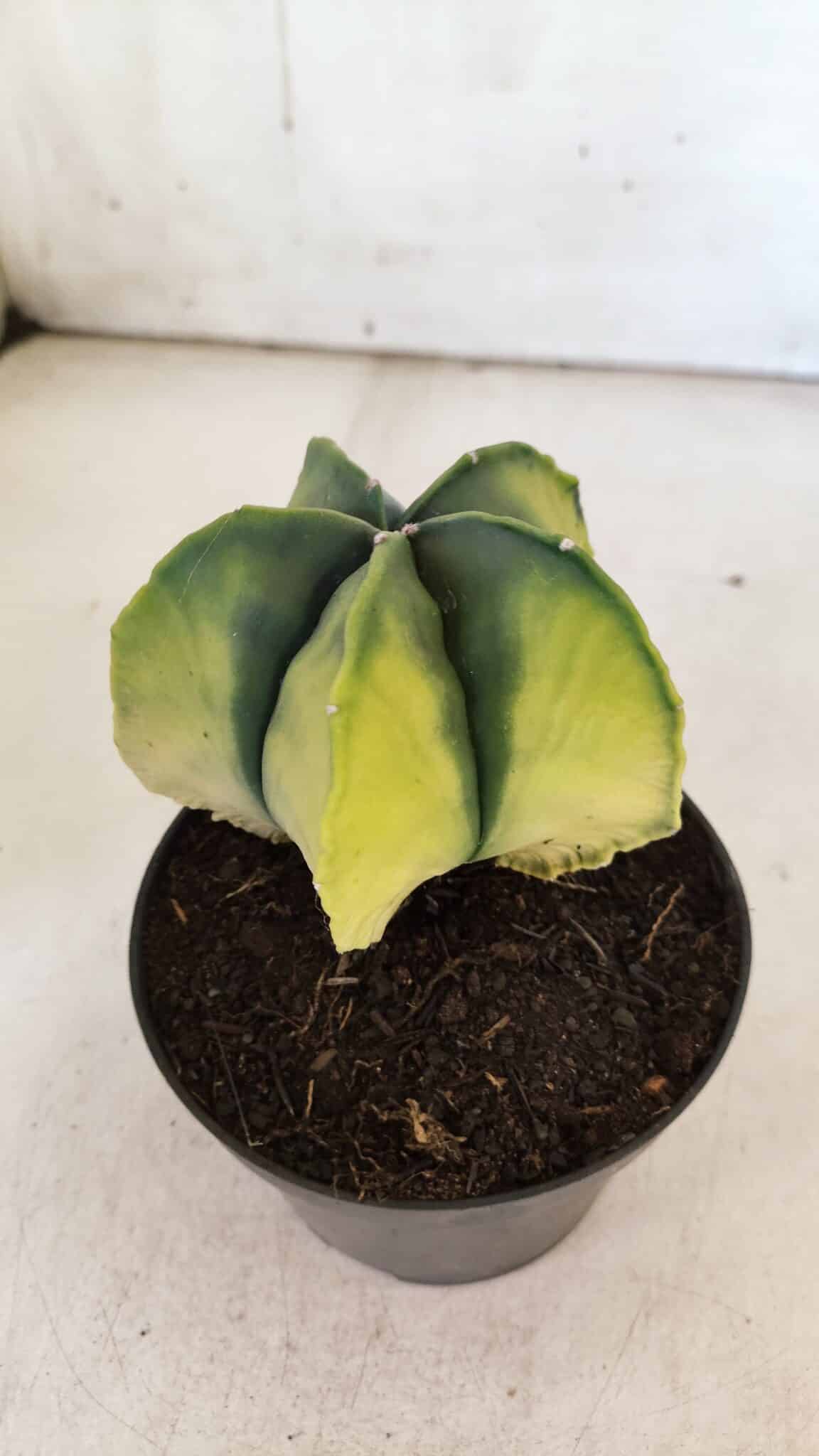 ASTROPHYTUM MYRIOSTIGMA "Variegata" Nº 721 – vaso 11