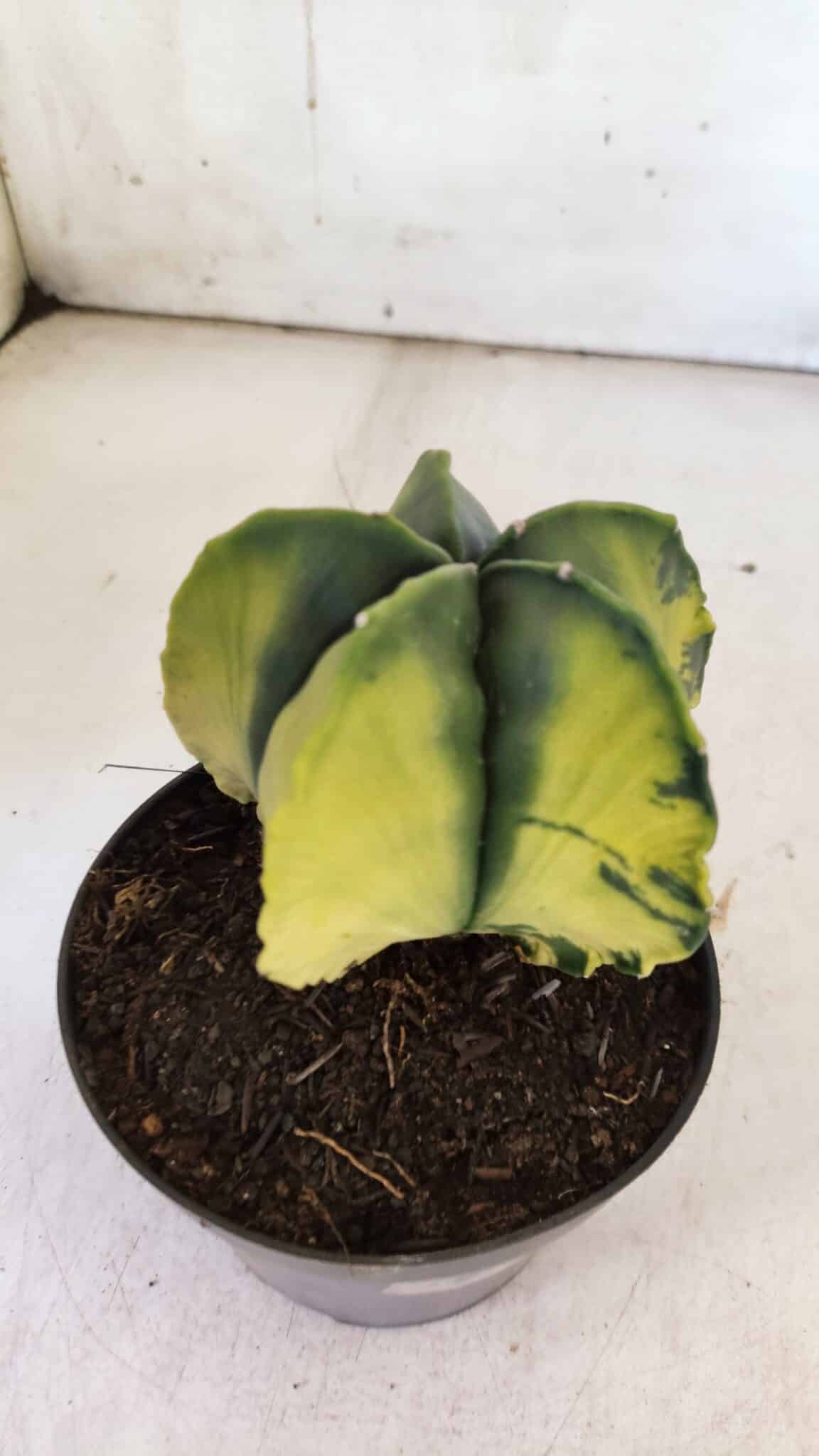 ASTROPHYTUM MYRIOSTIGMA "Variegata" Nº 721 – vaso 11