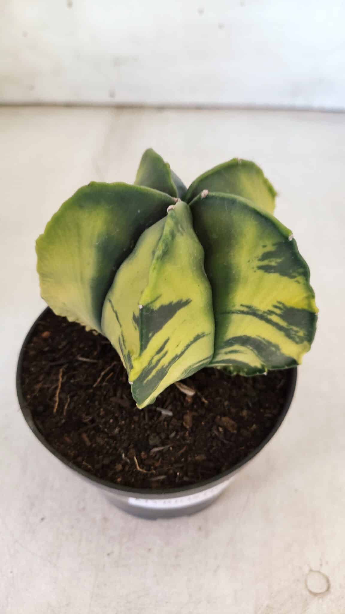 ASTROPHYTUM MYRIOSTIGMA "Variegata" Nº 721 – vaso 11