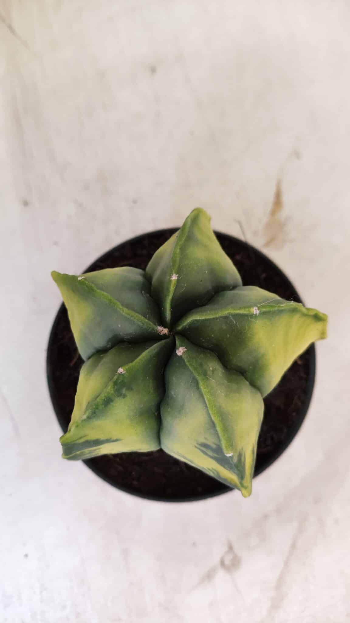 ASTROPHYTUM MYRIOSTIGMA "Variegata" Nº 721 – vaso 11