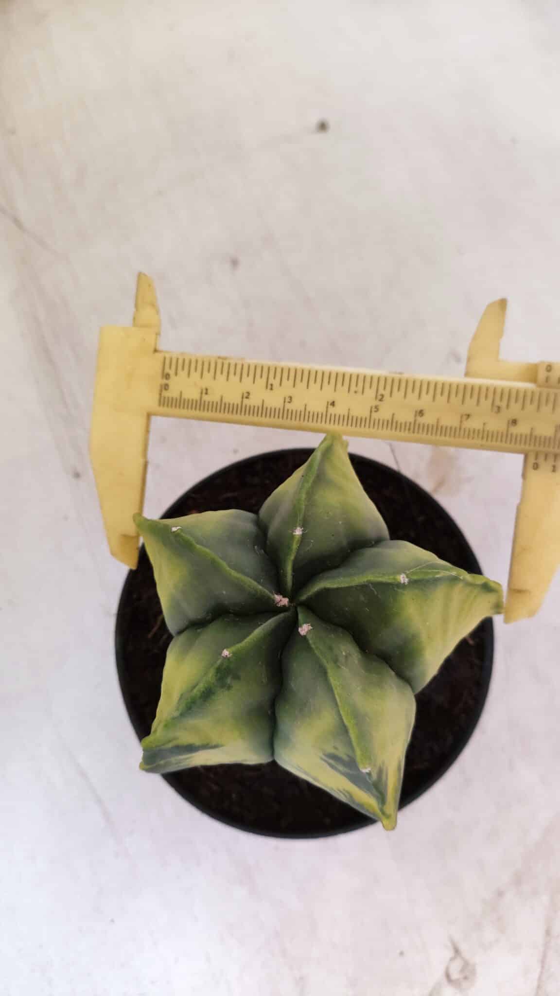 ASTROPHYTUM MYRIOSTIGMA "Variegata" Nº 721 – vaso 11