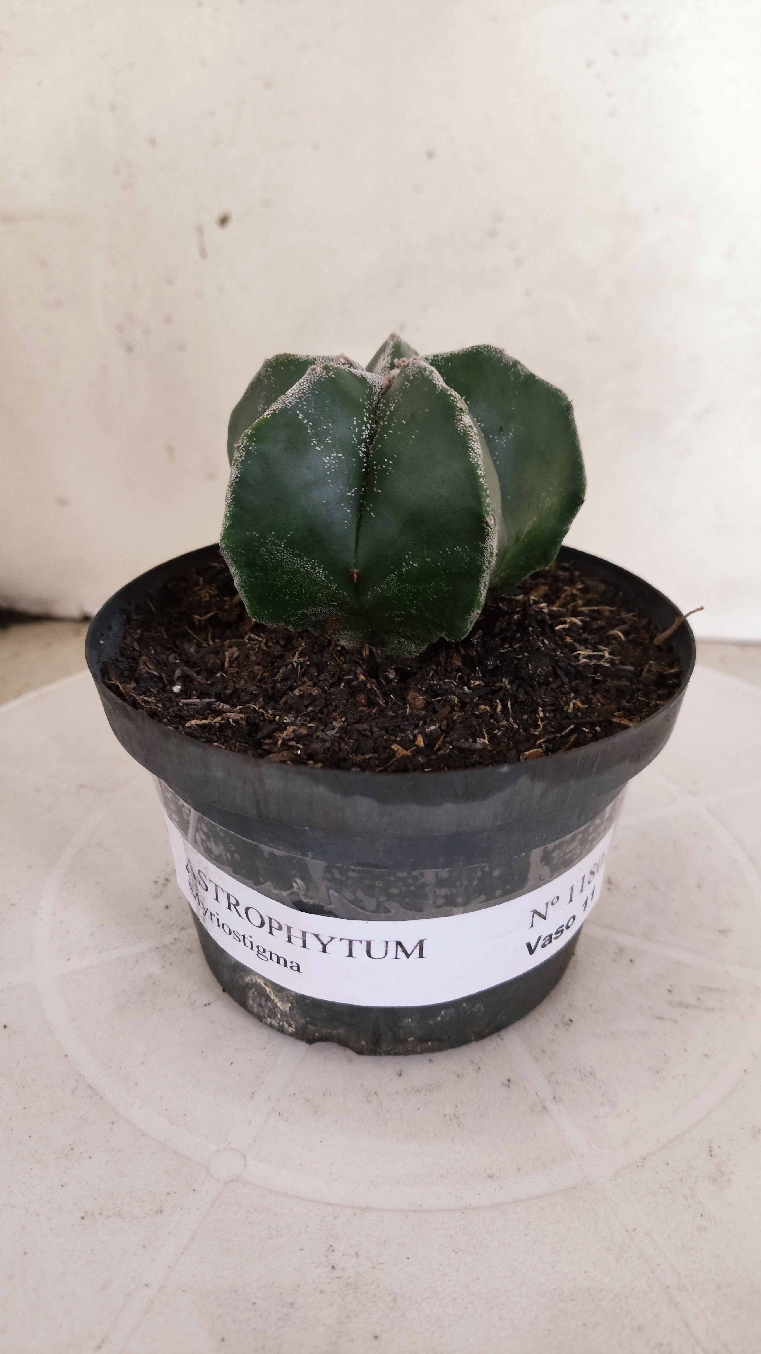 ASTROPHYTUM MYRIOSTIGMA  Nº 1180 – vaso 11