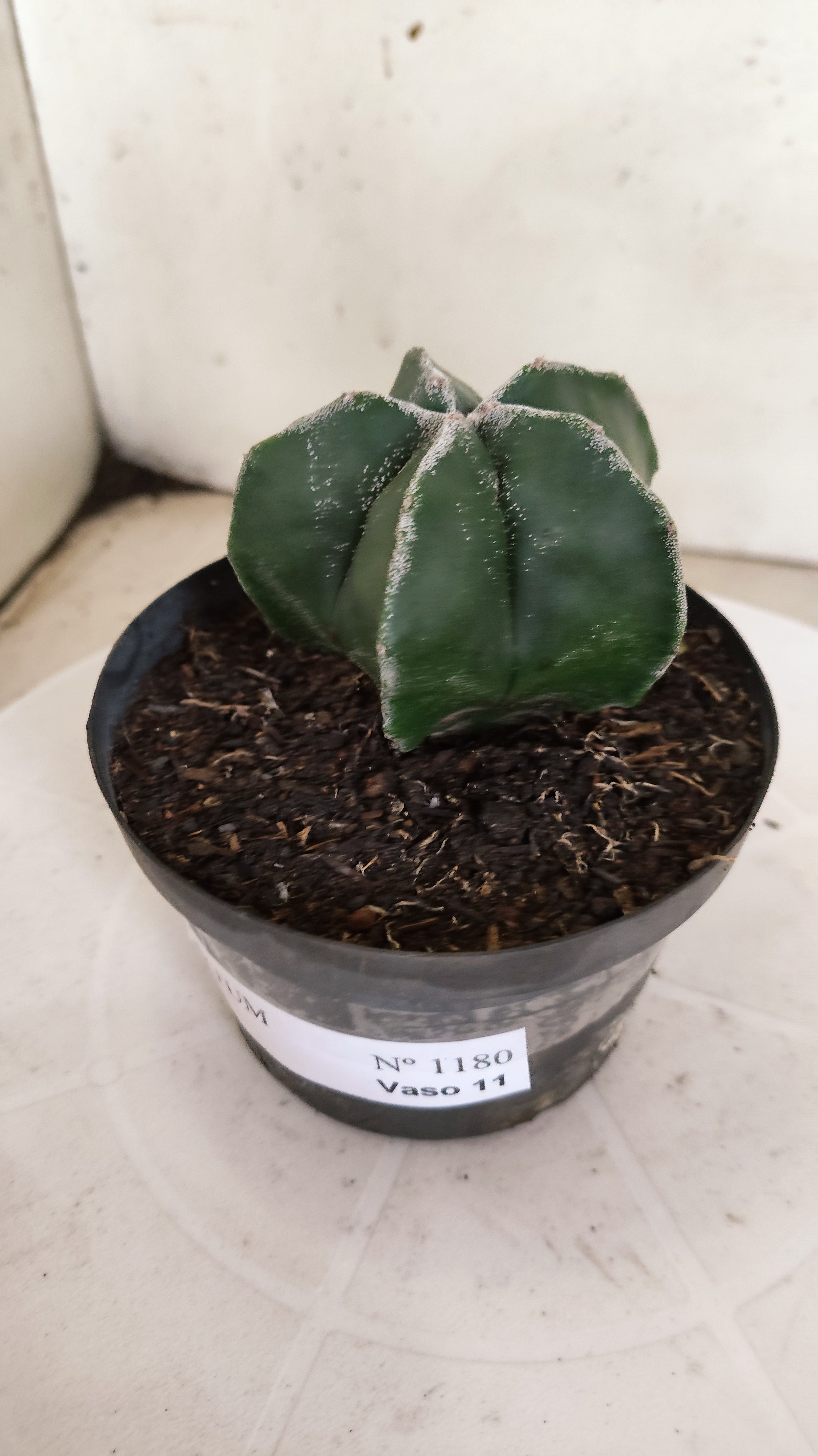 ASTROPHYTUM MYRIOSTIGMA  Nº 1180 – vaso 11