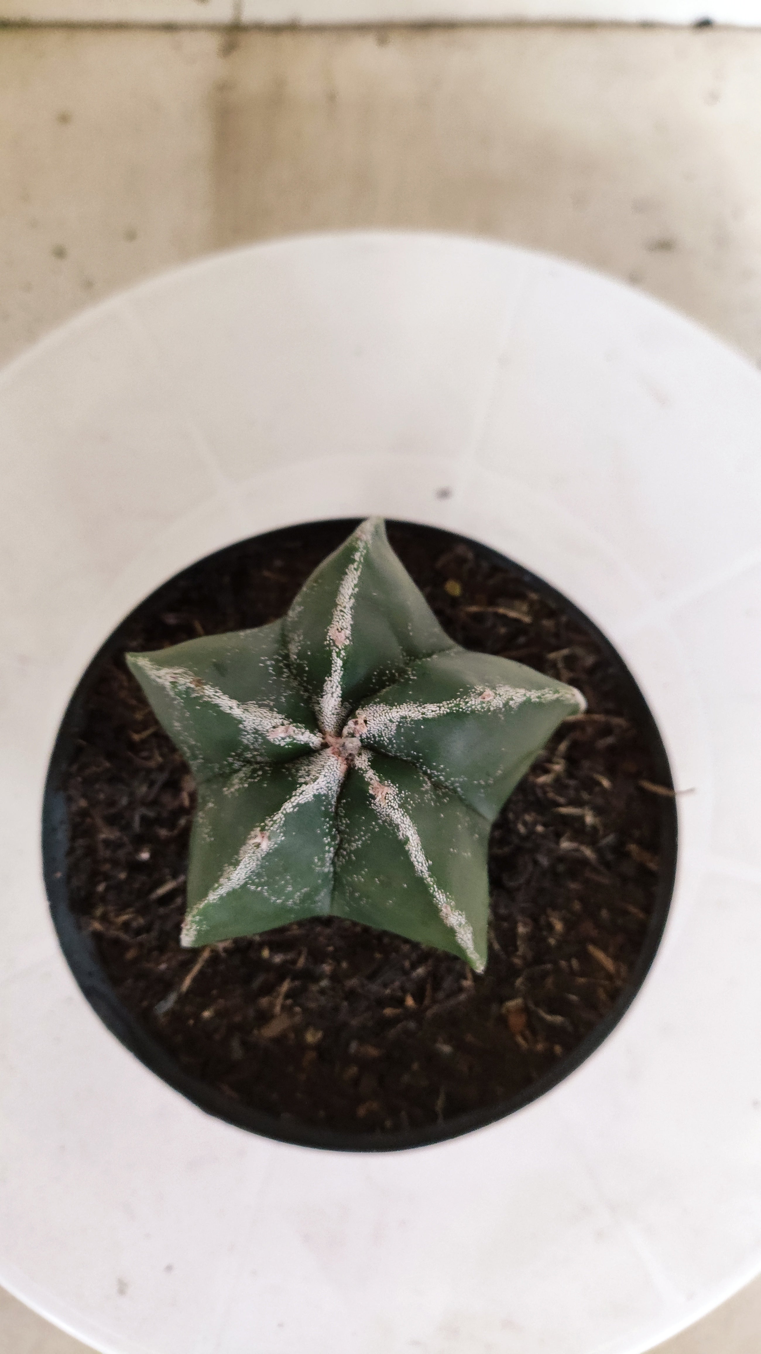 ASTROPHYTUM MYRIOSTIGMA  Nº 1180 – vaso 11