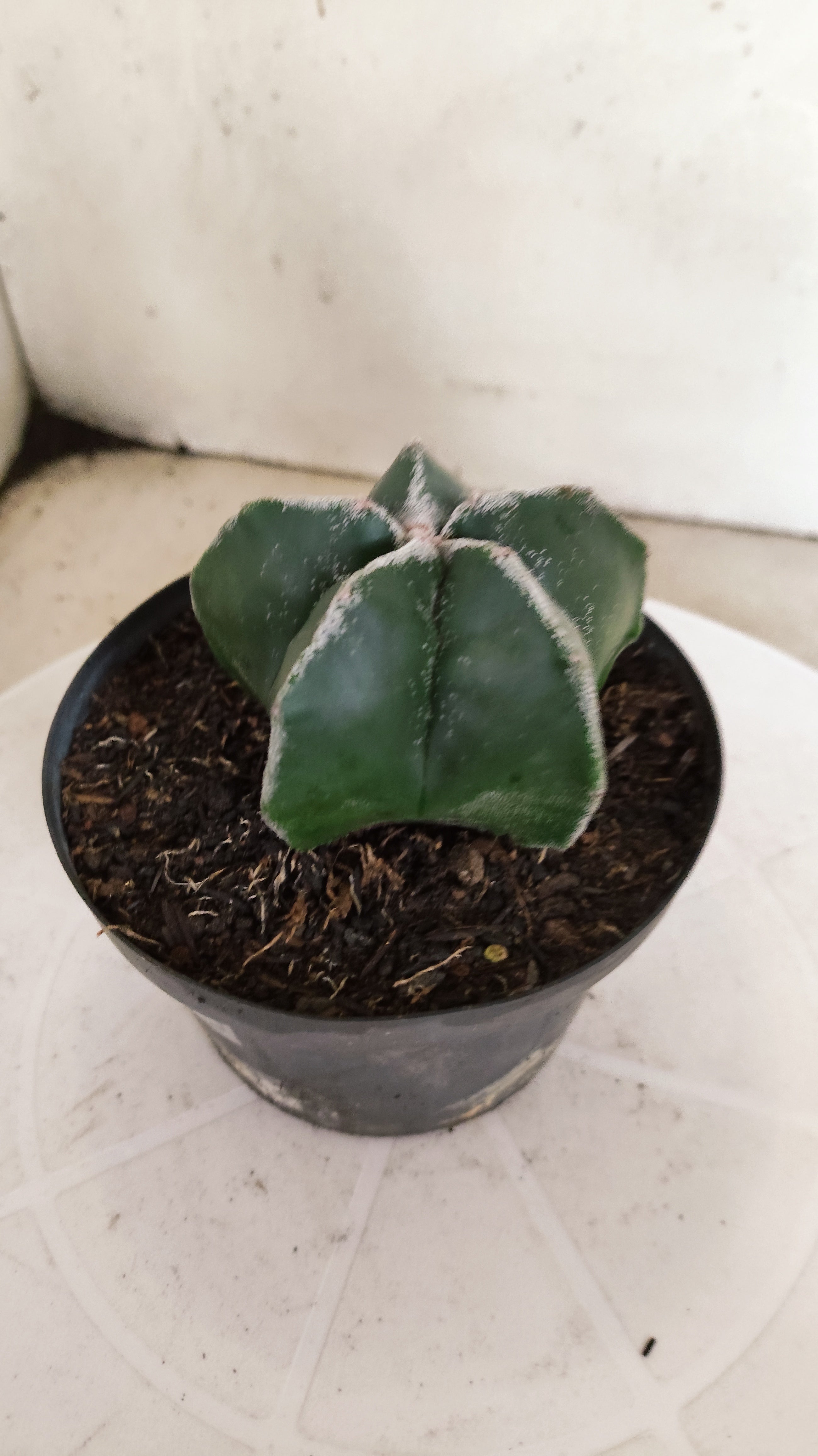 ASTROPHYTUM MYRIOSTIGMA  Nº 1180 – vaso 11